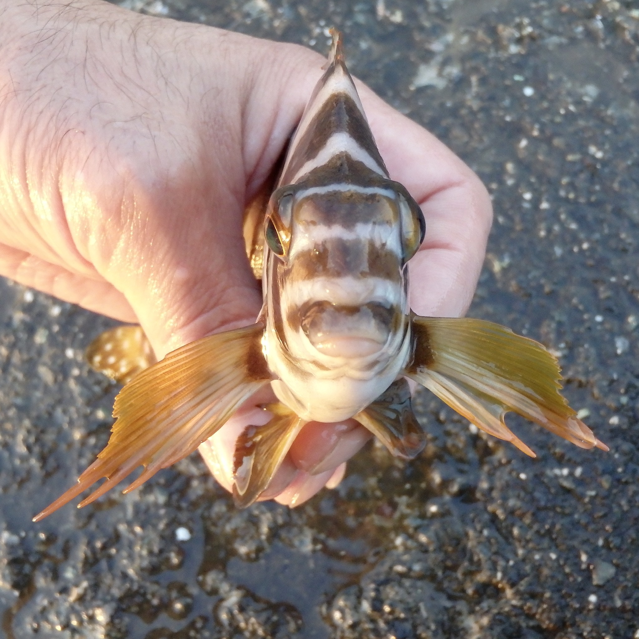 タカノハダイ (2019.01.06) WEB魚図鑑