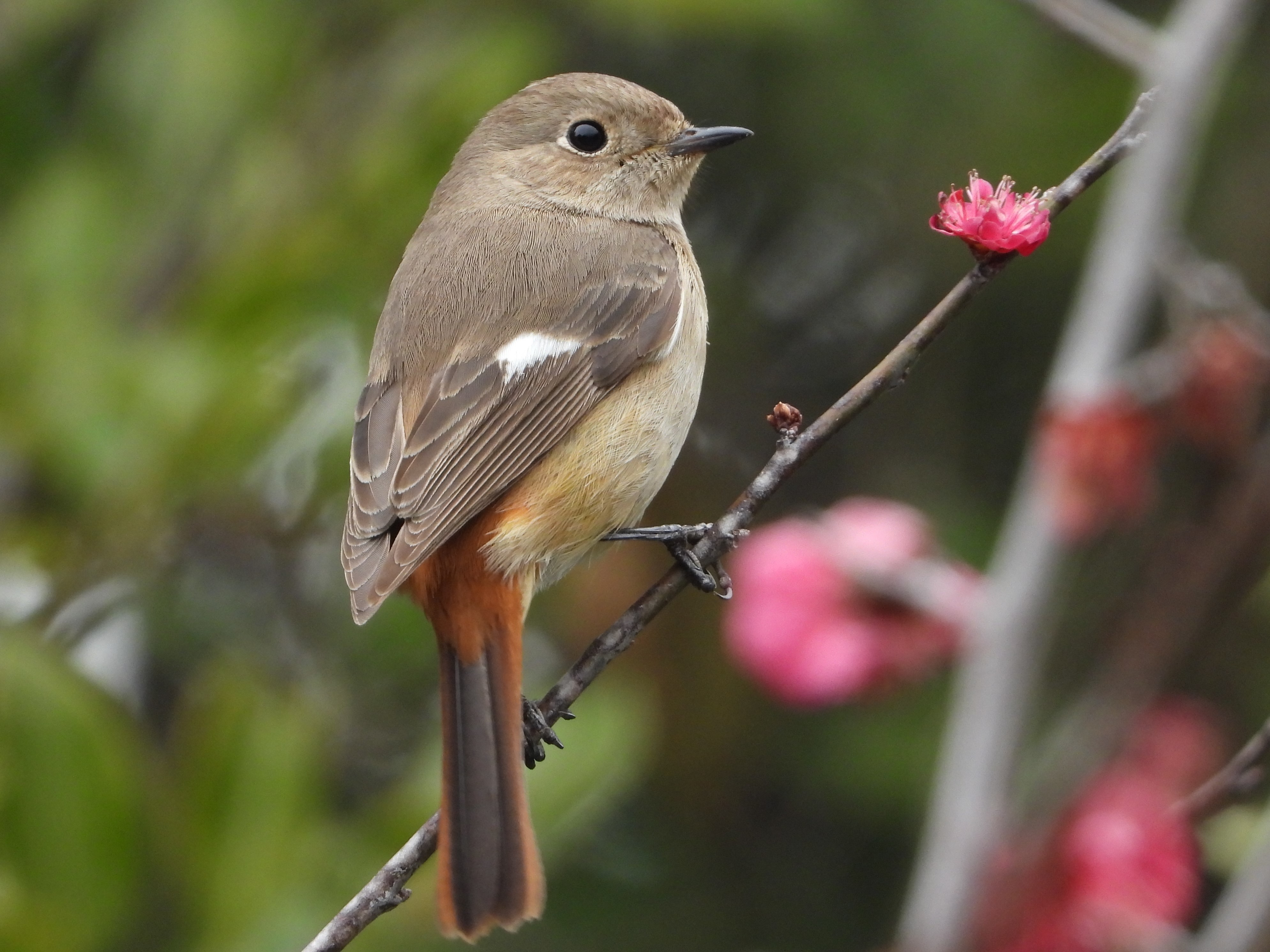 ジョウビタキ (2019.03.10) 日本の野鳥識別図鑑