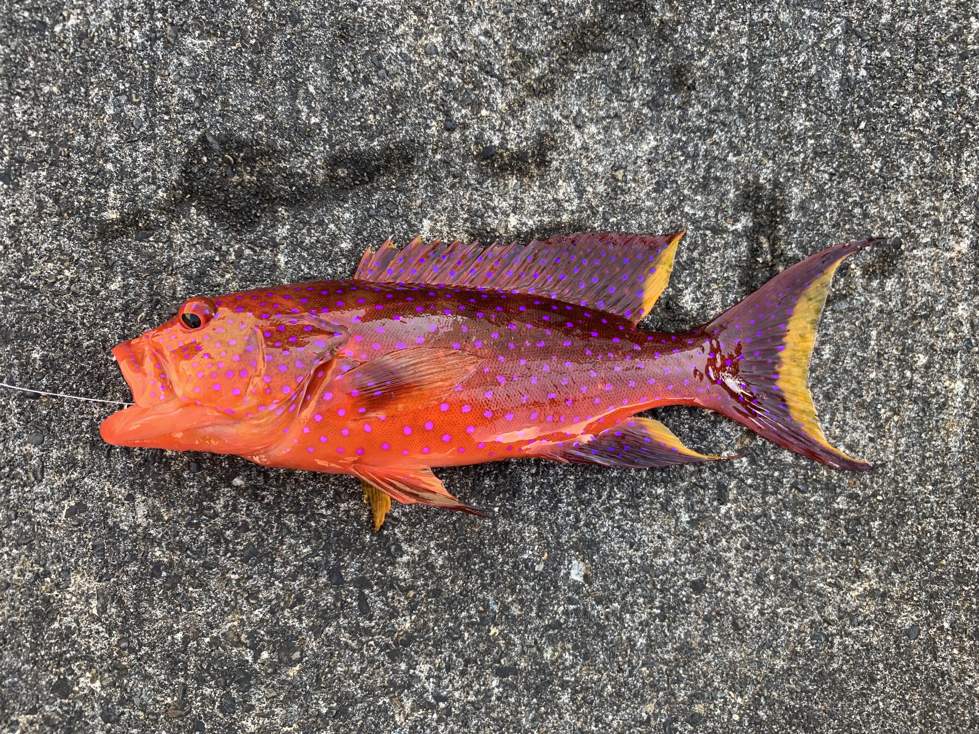 バラハタ (2019.03.13) WEB魚図鑑