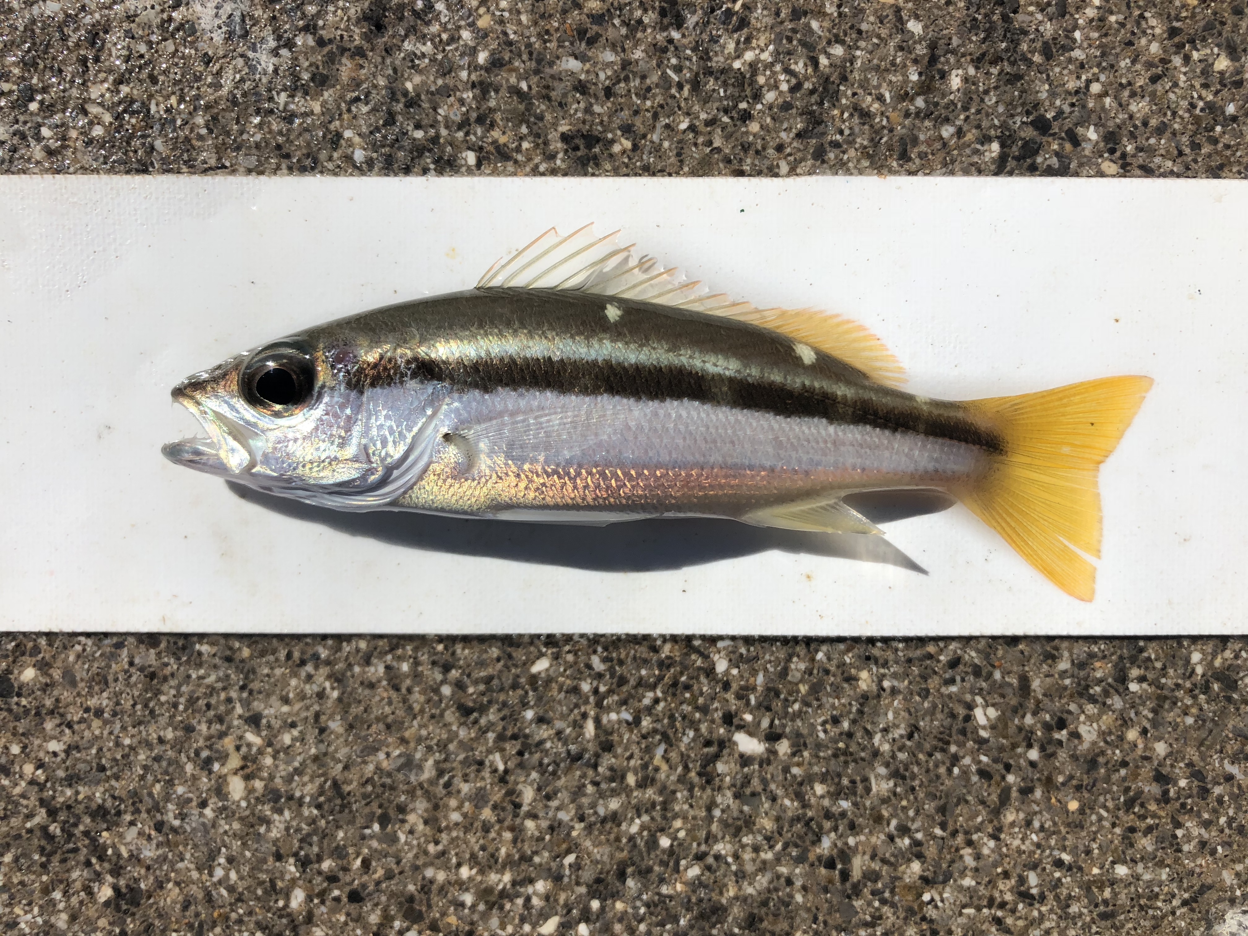 横縞 魚 323516魚 釣り 横縞 walljpxuanro