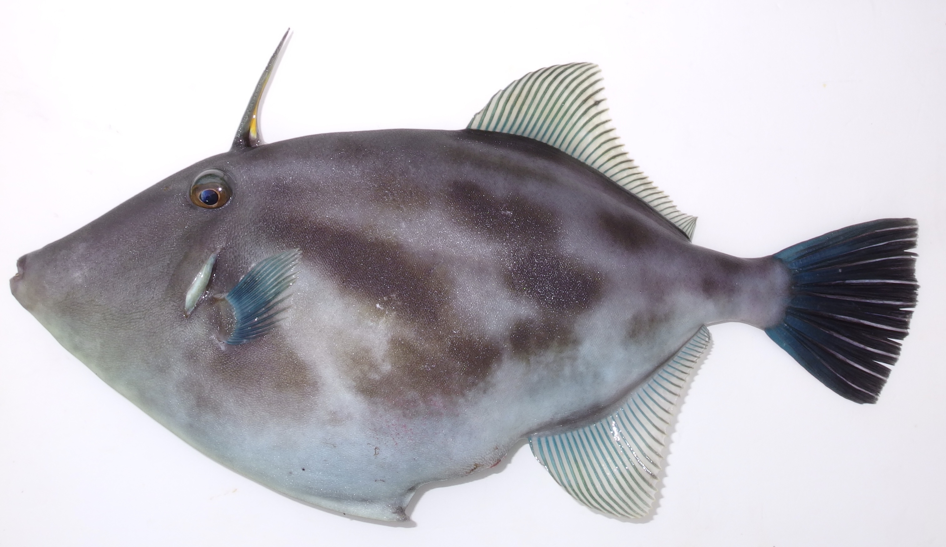 ウマヅラハギ (2019.04.29) WEB魚図鑑