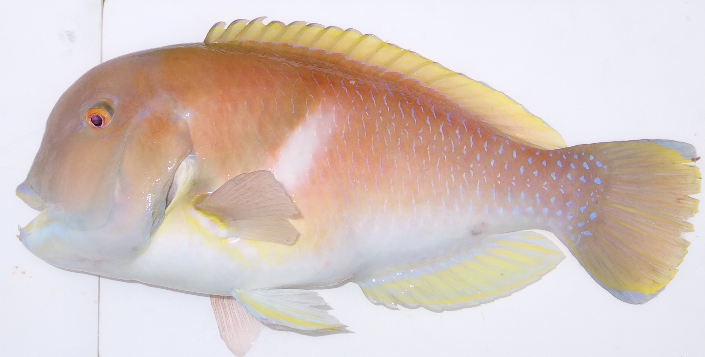 イラ (2019.04.29) WEB魚図鑑