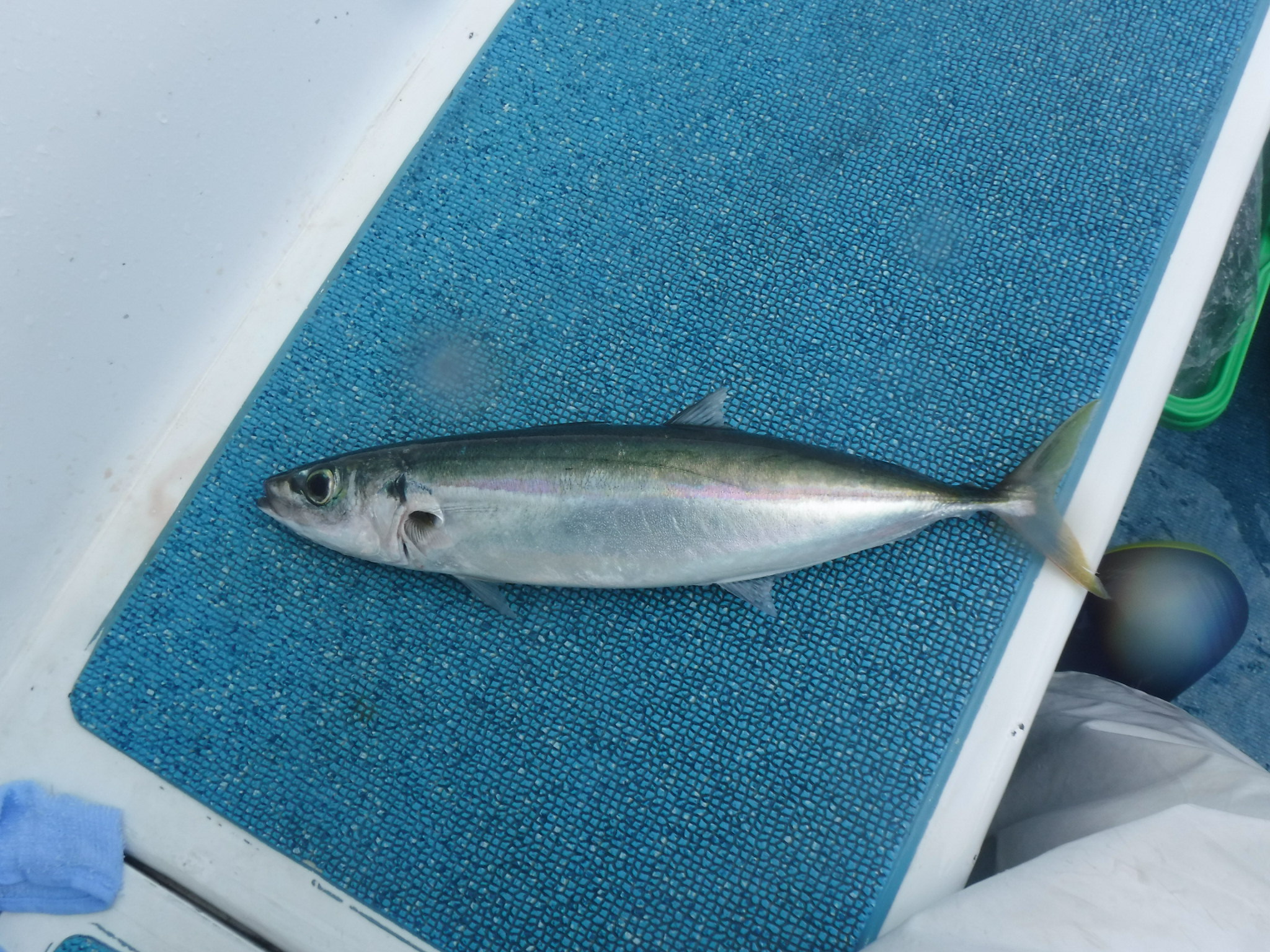 クサヤモロ (2019.04.30) WEB魚図鑑