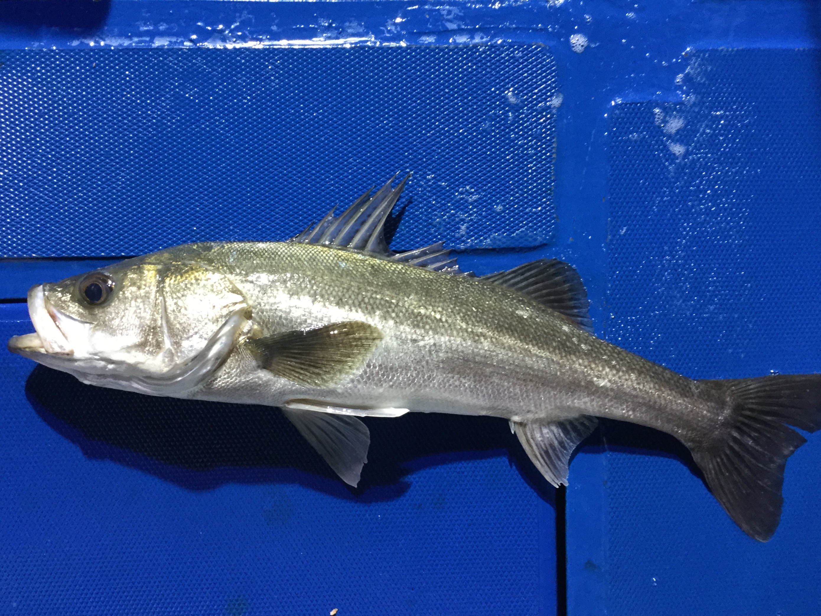 スズキ (2019.05.03) WEB魚図鑑