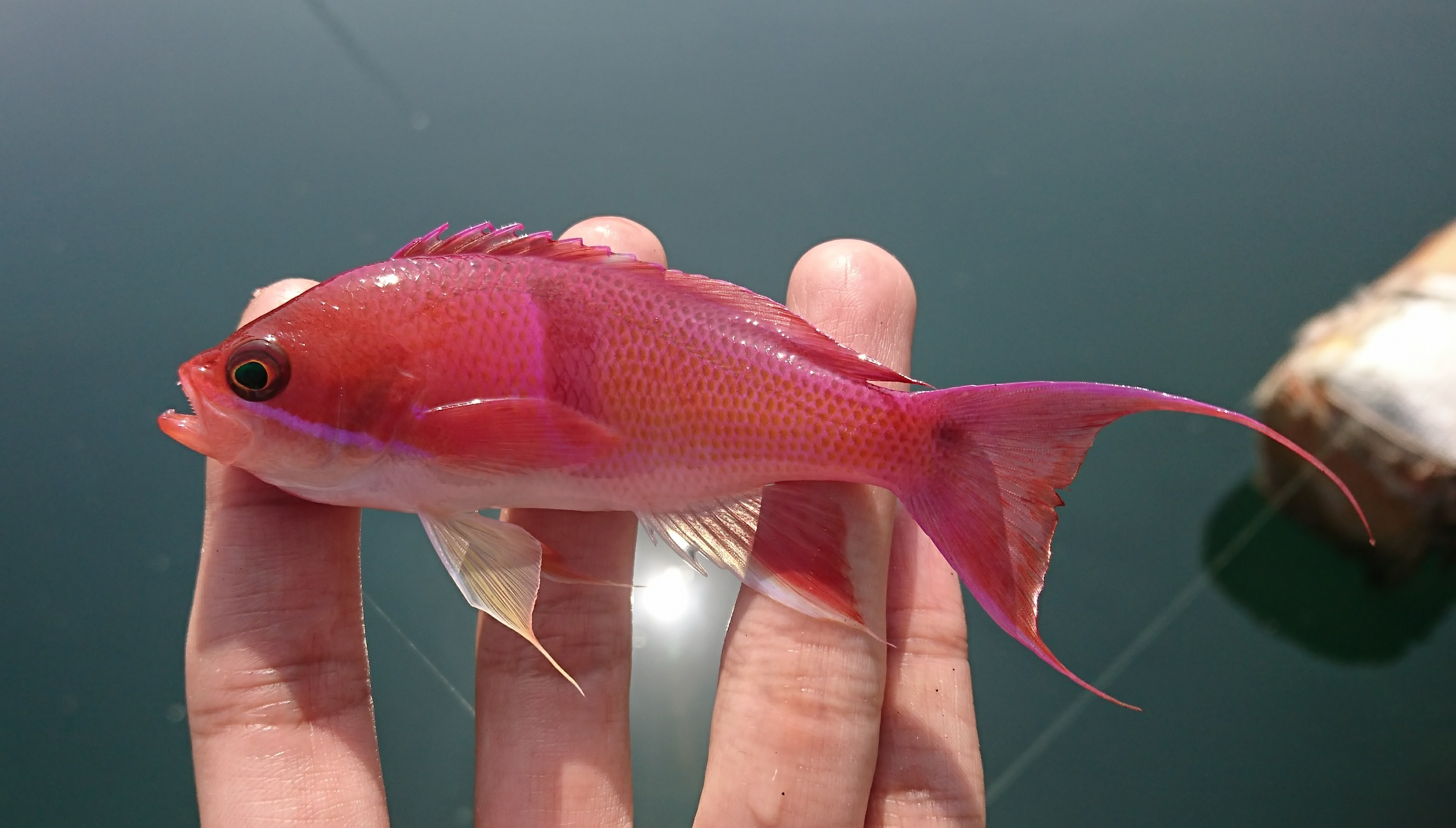 アカオビハナダイ (2019.05.06) WEB魚図鑑