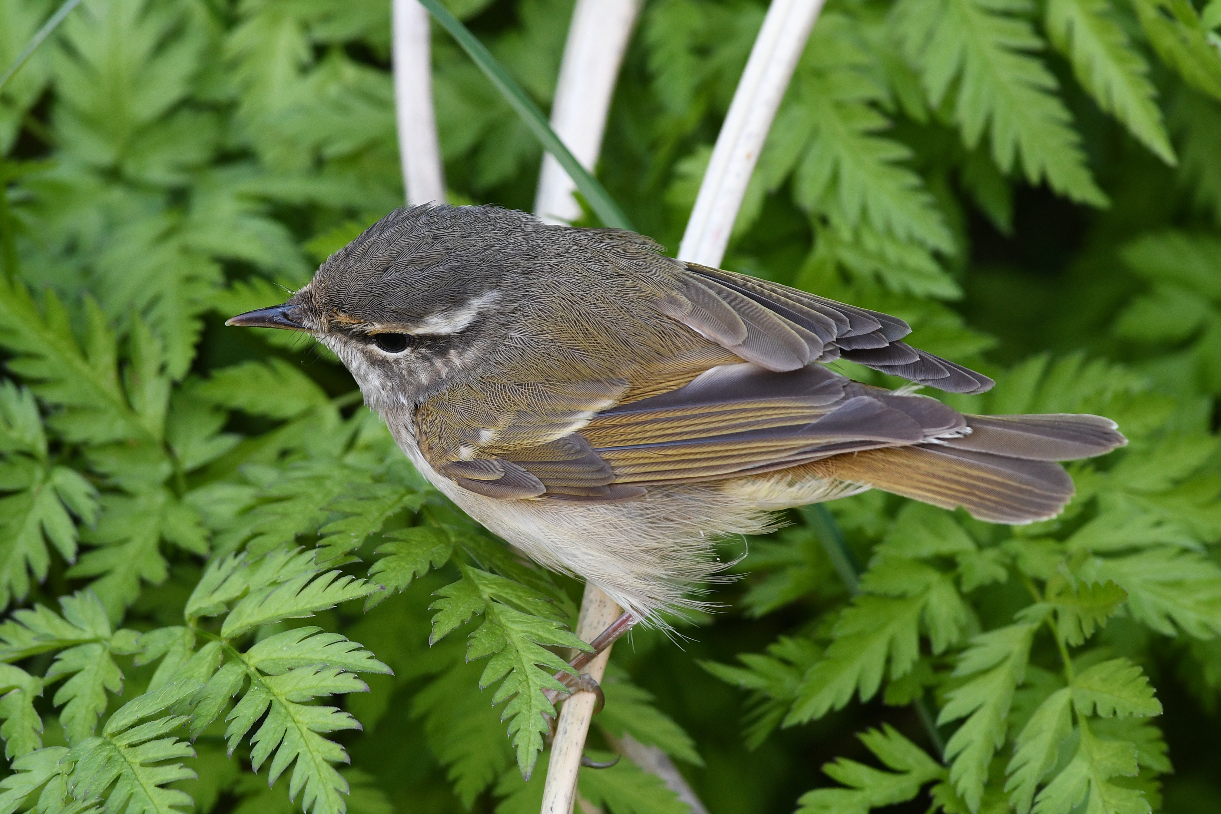 エゾムシクイ (2019.07.04) 日本の野鳥識別図鑑