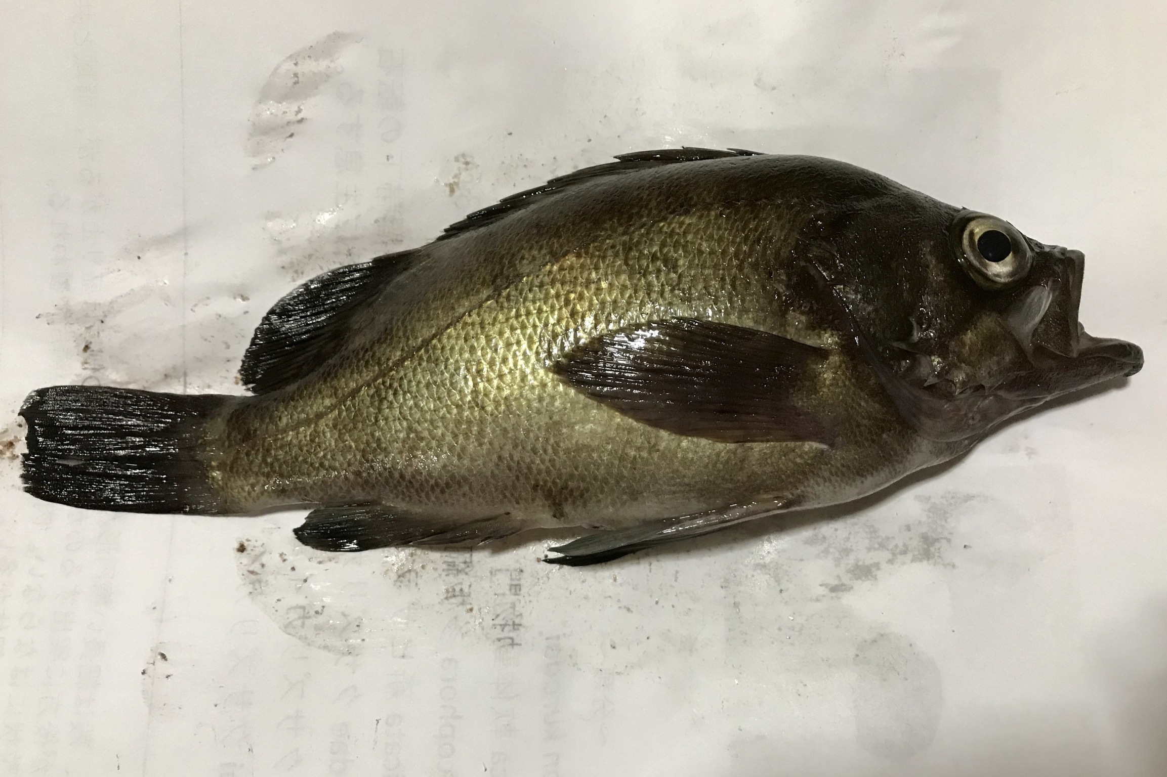 シロメバル (2019.07.12) WEB魚図鑑