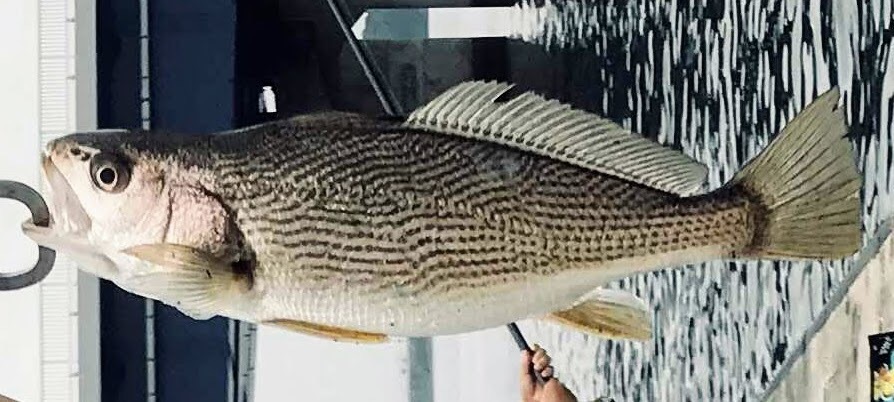 ニベ (2019.07.15) WEB魚図鑑