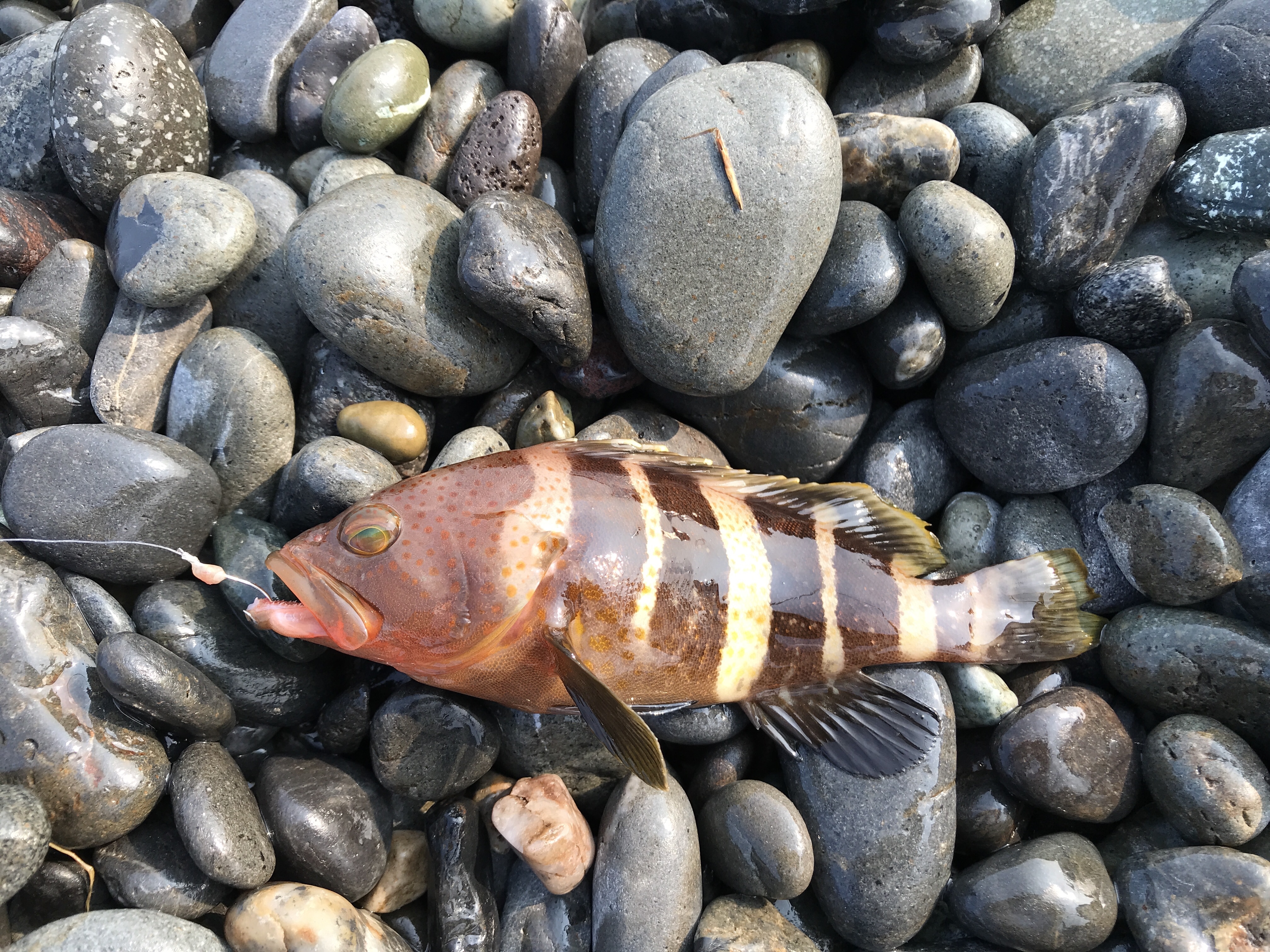 アオハタ (2019.08.01) WEB魚図鑑