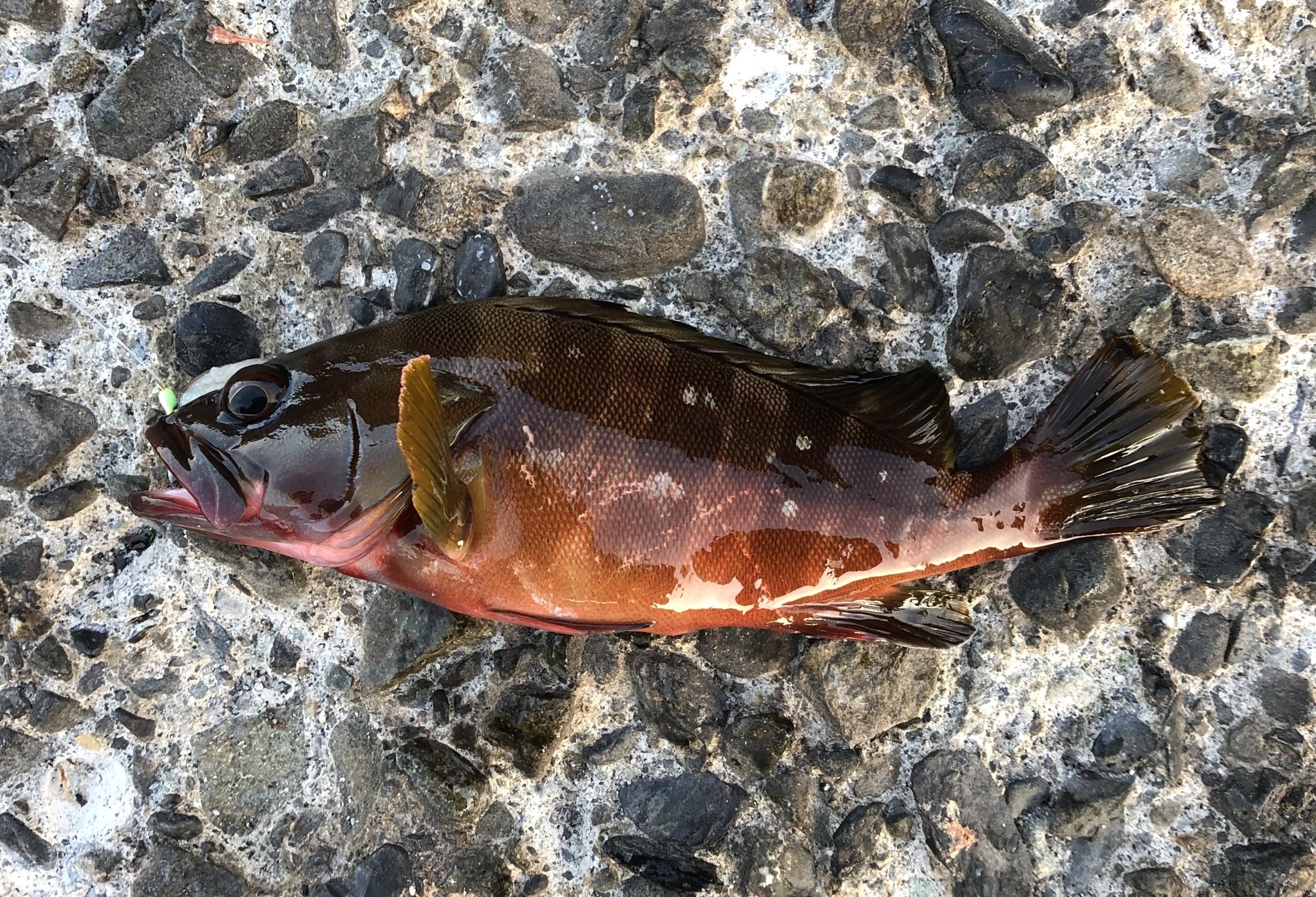 アカハタ (2019.09.29) WEB魚図鑑