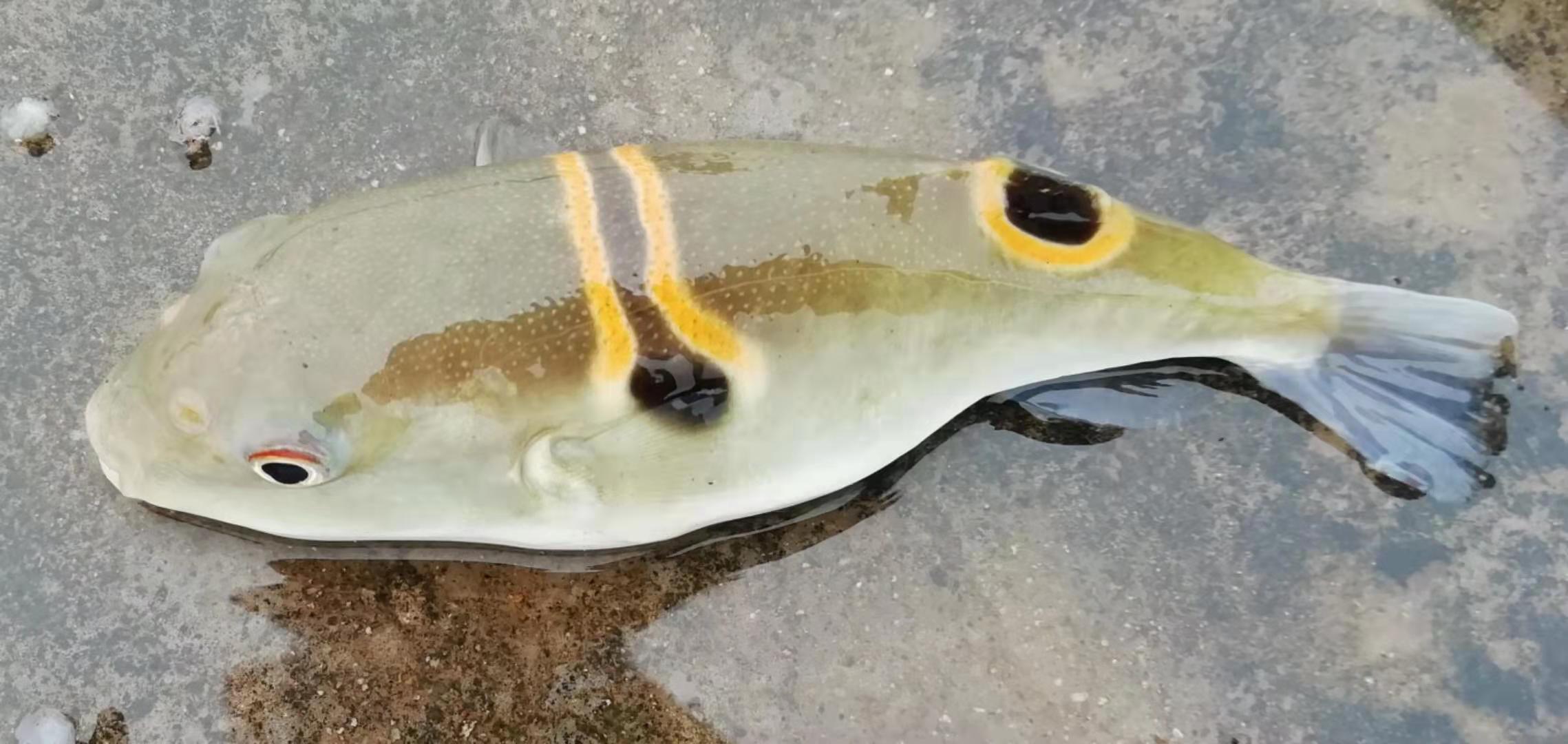メガネフグ WEB魚図鑑