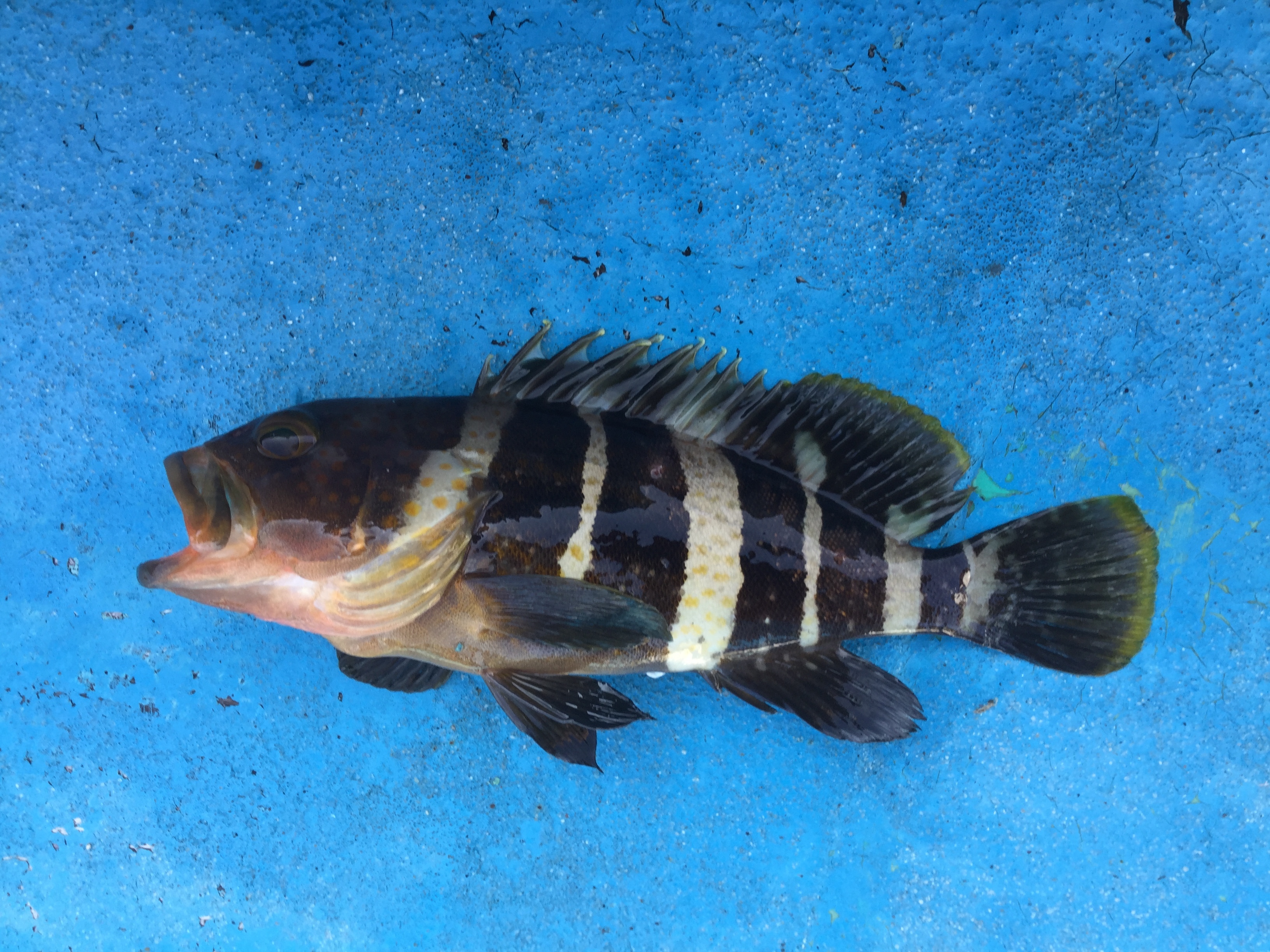 アオハタ (2019.10.06) WEB魚図鑑