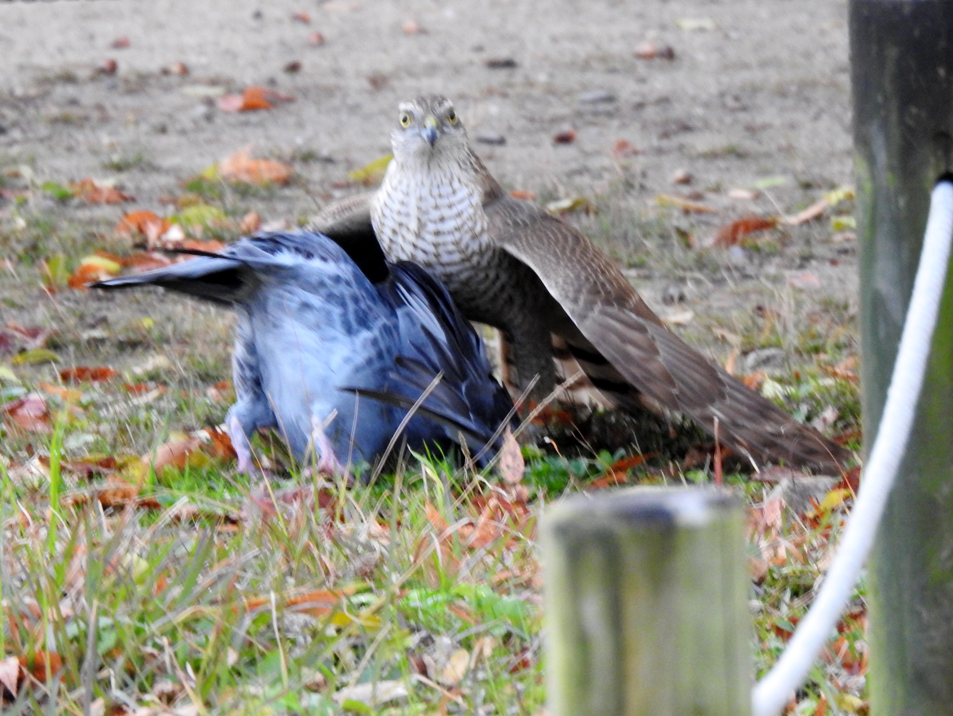 ハイタカ (2019.12.10) 日本の野鳥識別図鑑