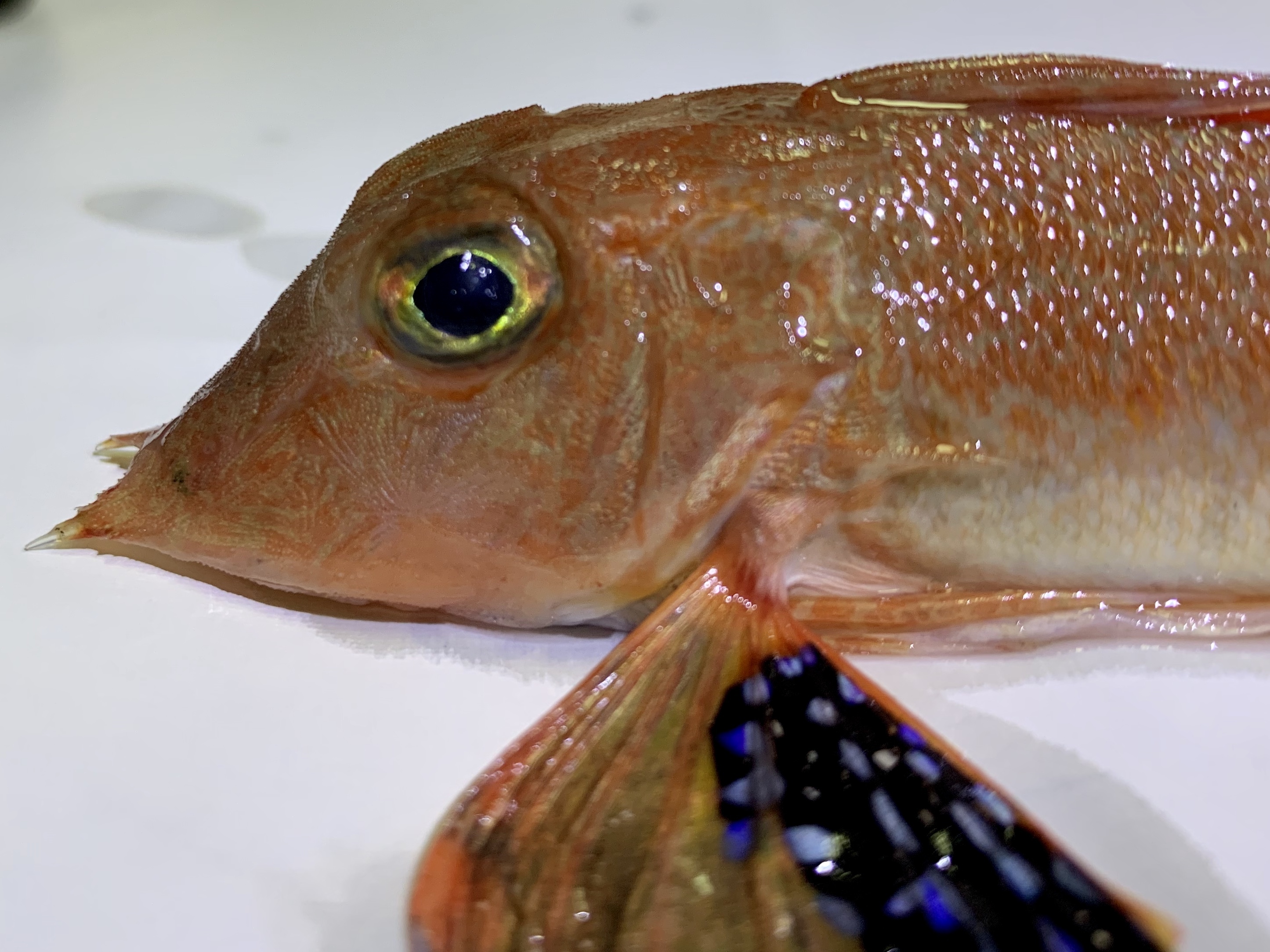 オニカナガシラ (2020.01.02) WEB魚図鑑