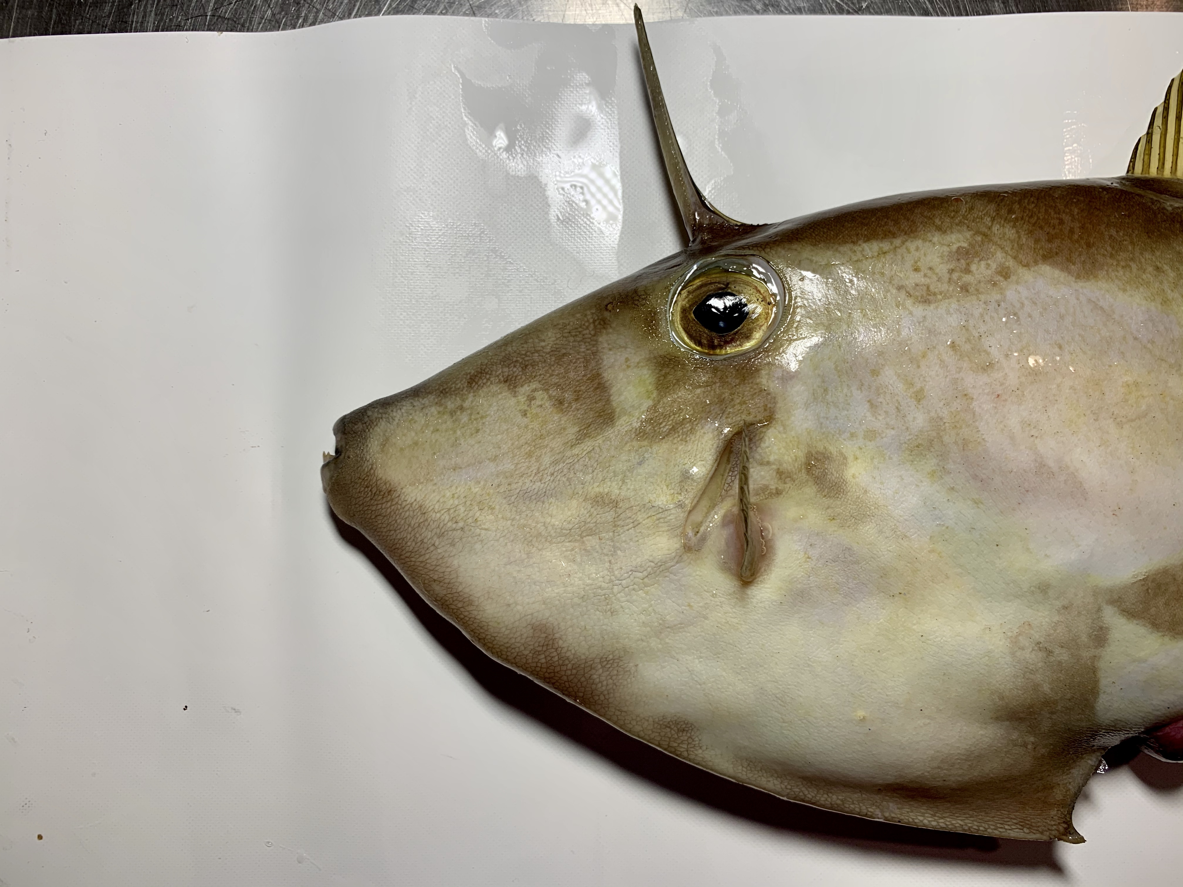 キビレカワハギ (2020.04.13) WEB魚図鑑