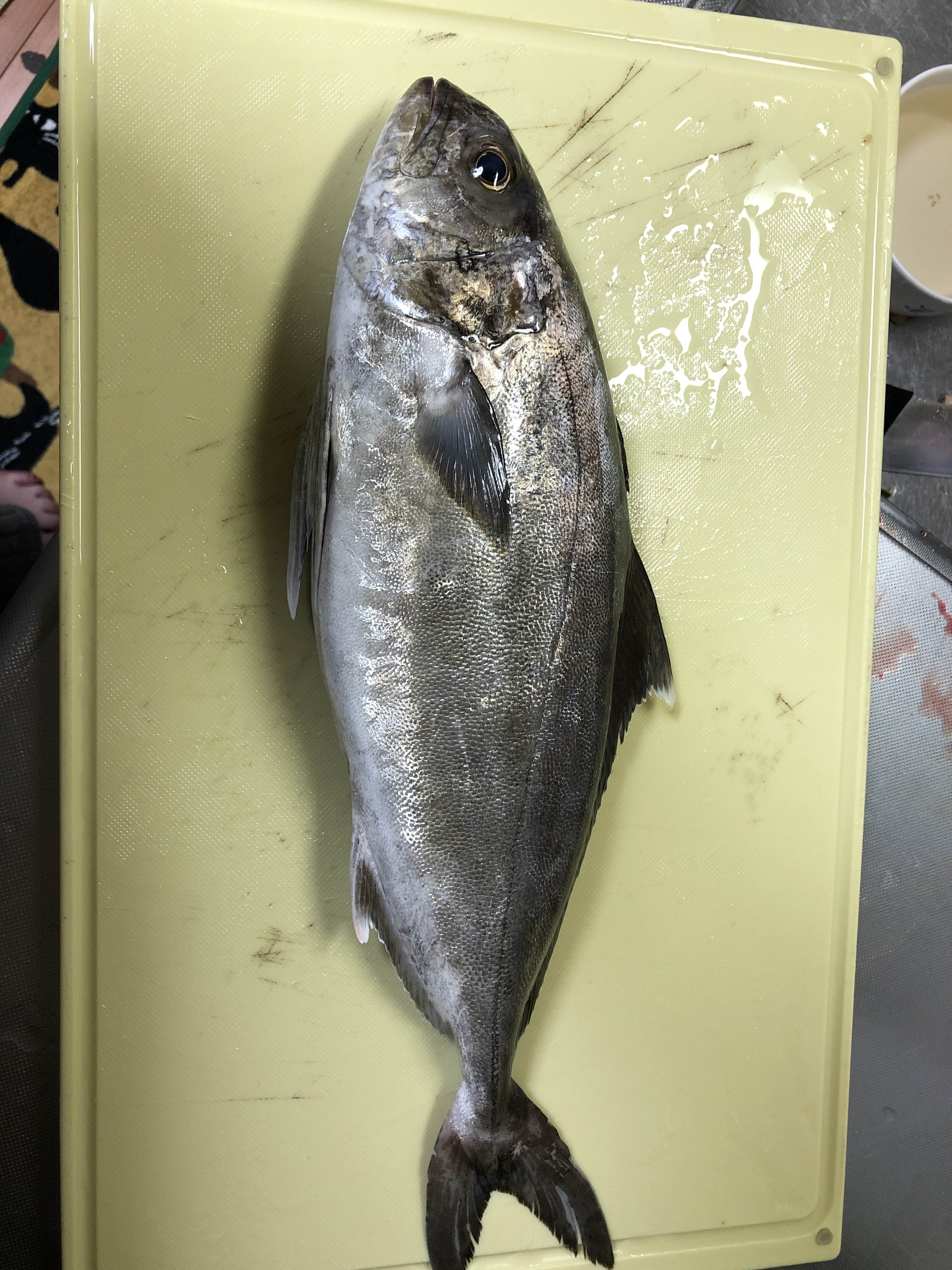 アイブリ (2020.05.18) WEB魚図鑑