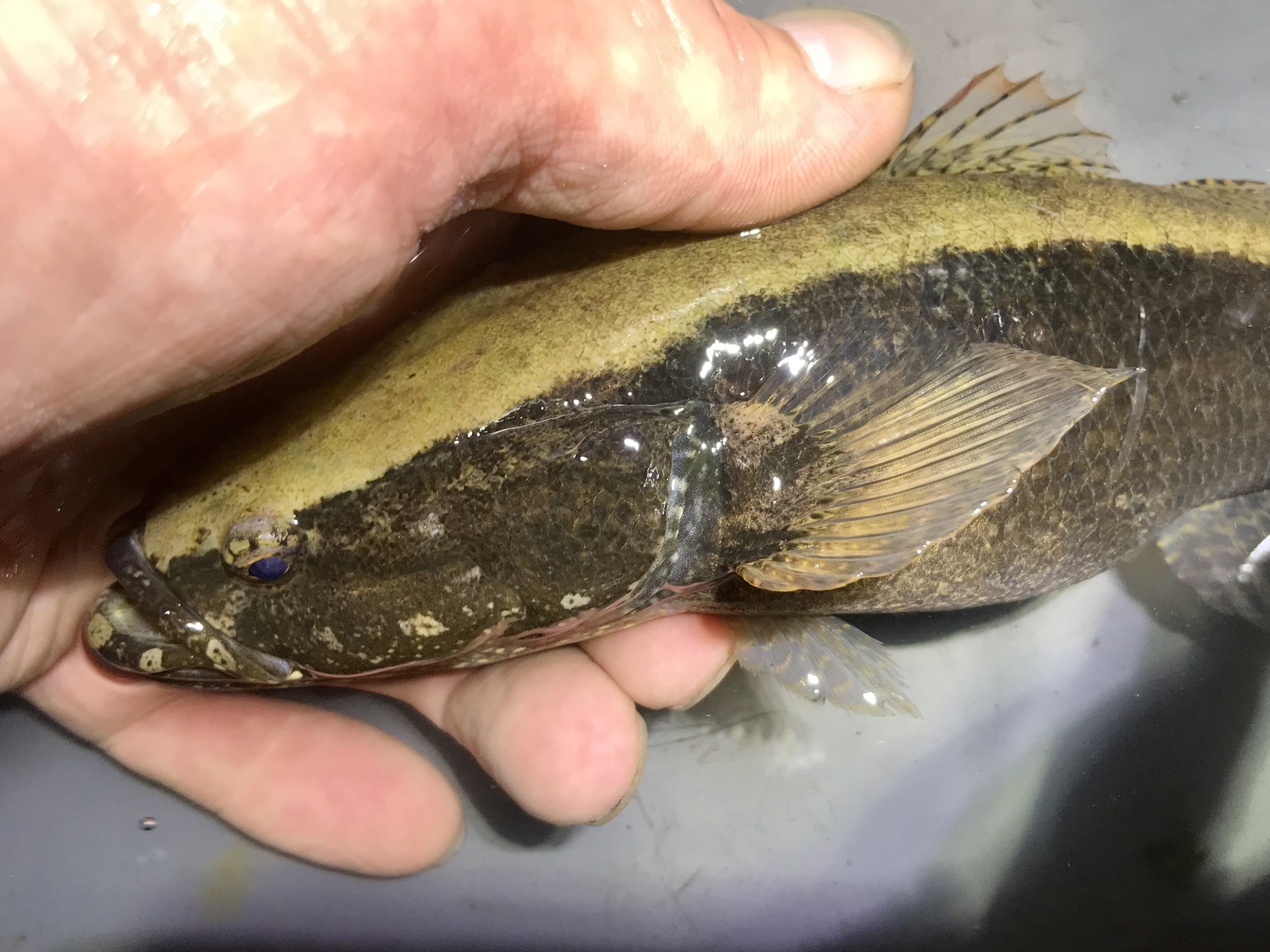 カワアナゴ (2020.05.20) WEB魚図鑑