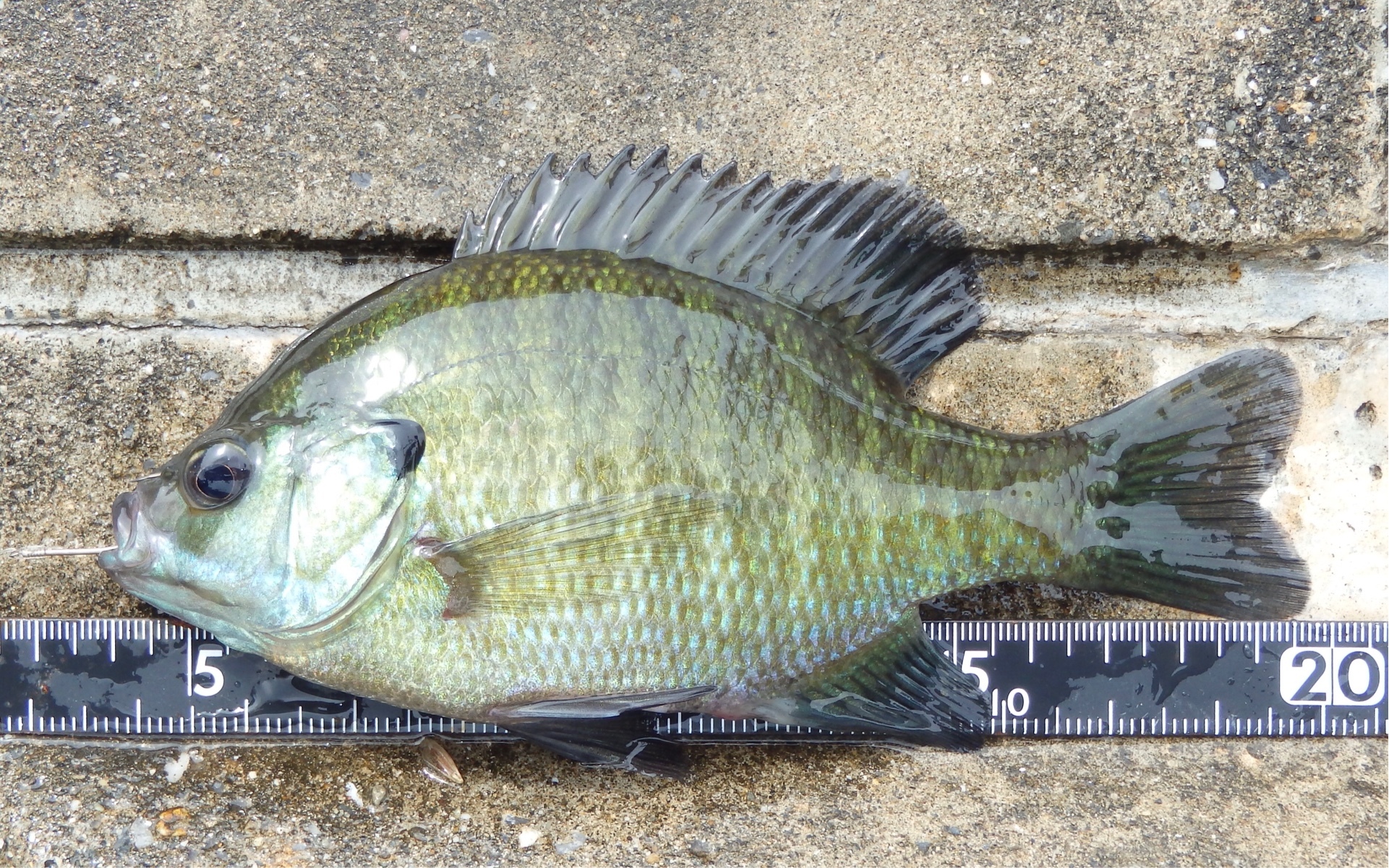 ブルーギル (2020.05.22) WEB魚図鑑