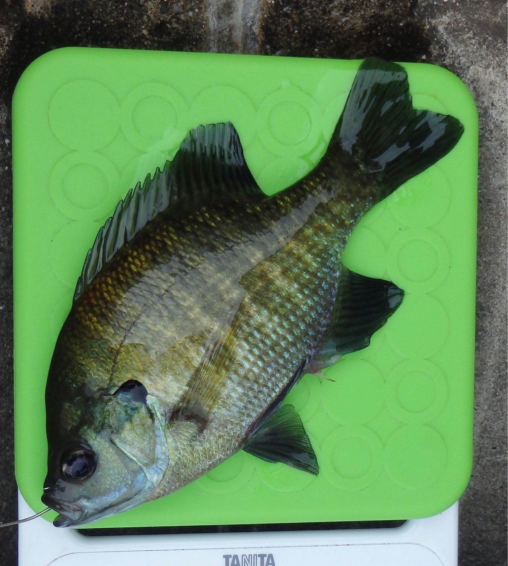 ブルーギル (2020.05.22) WEB魚図鑑