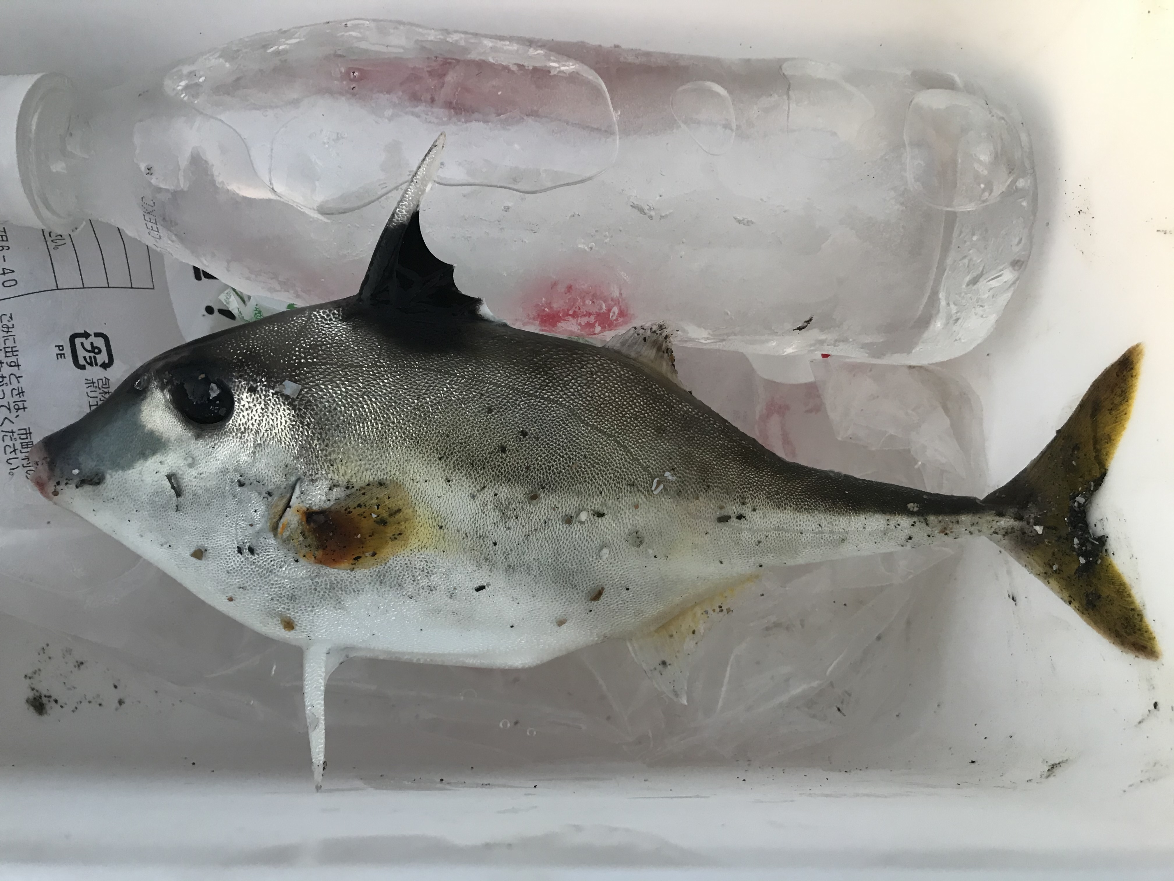 ギマ (2020.05.30) WEB魚図鑑