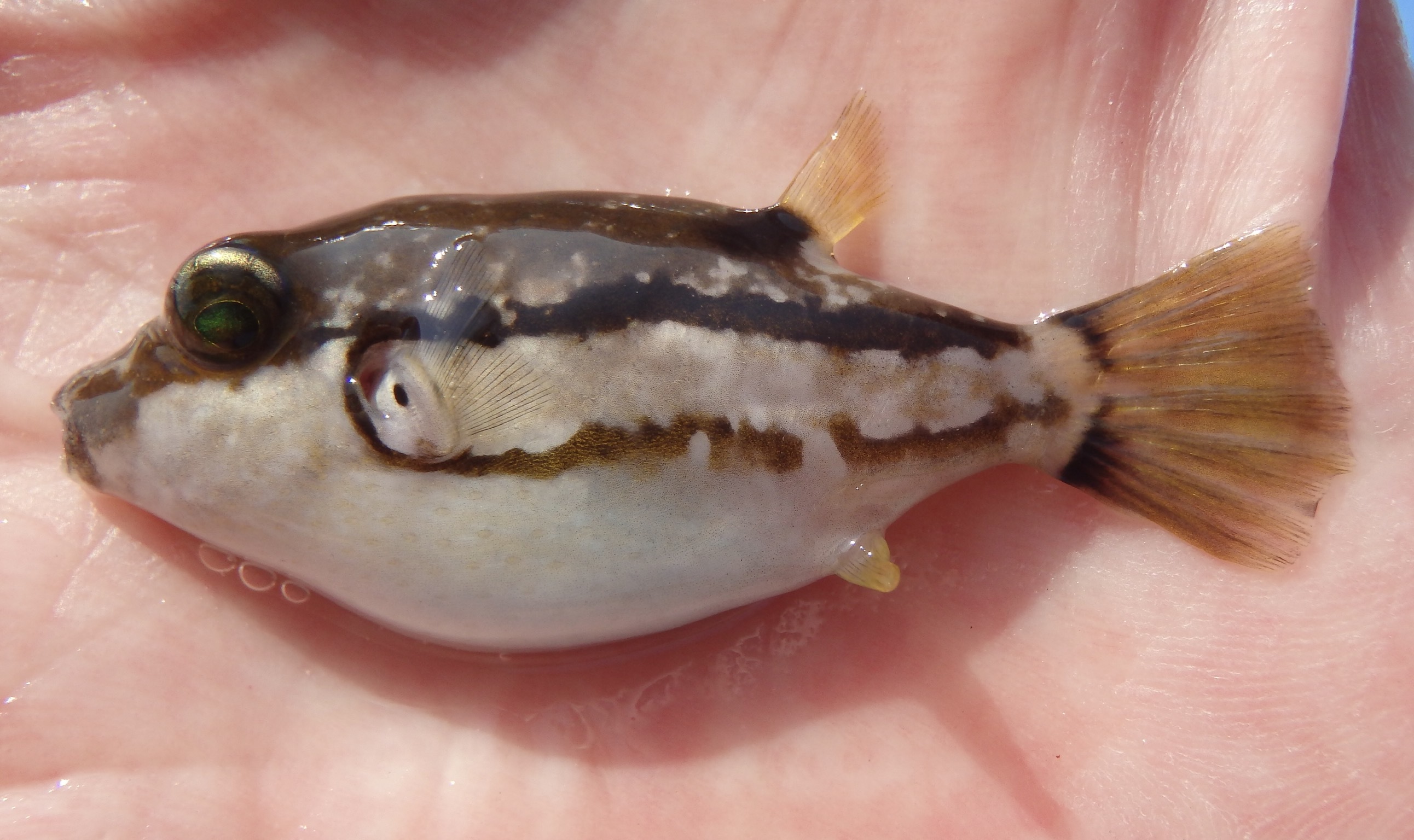 キタマクラ (2020.06.11) WEB魚図鑑