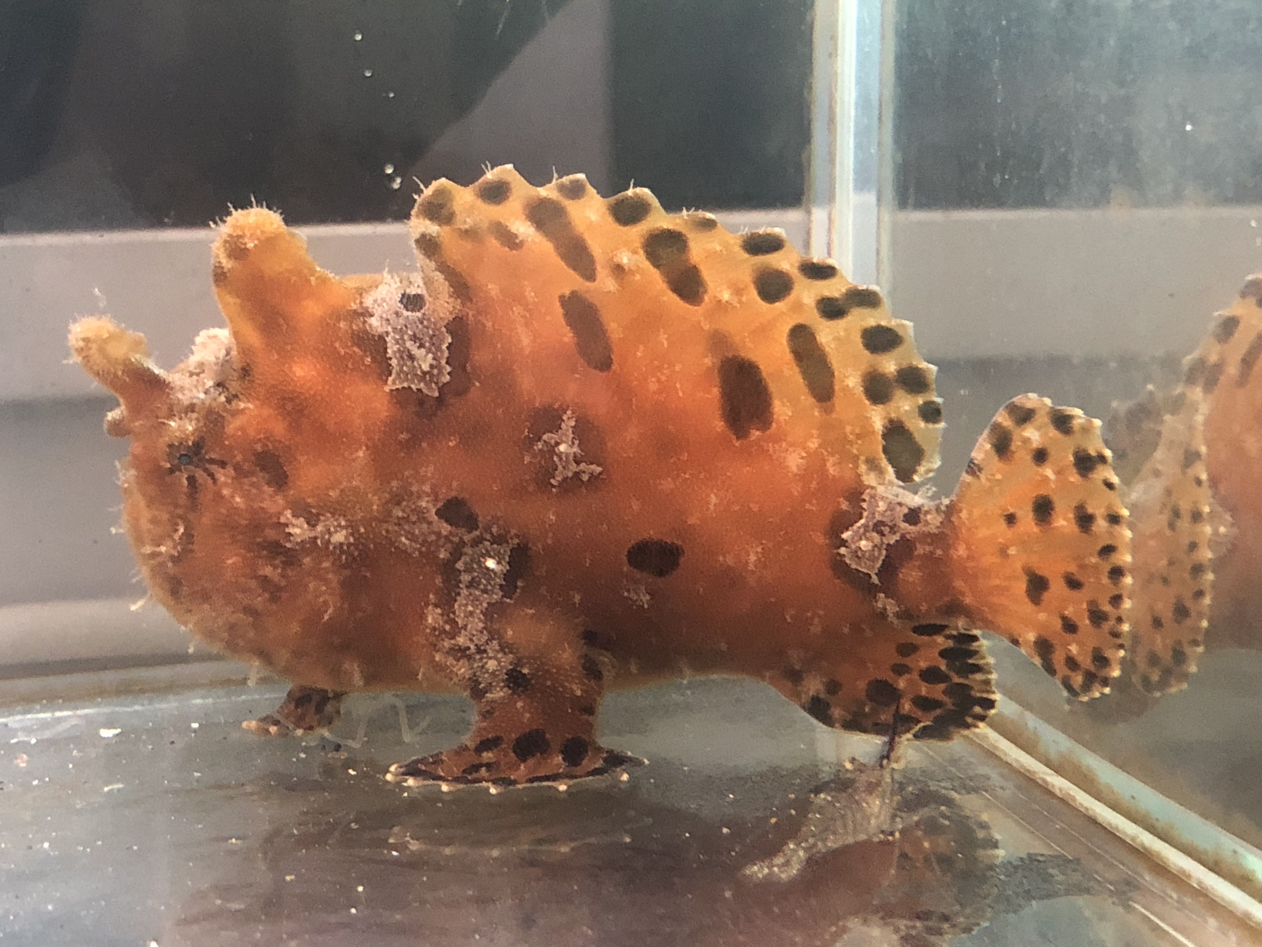 カエルアンコウ (2020.07.21) WEB魚図鑑