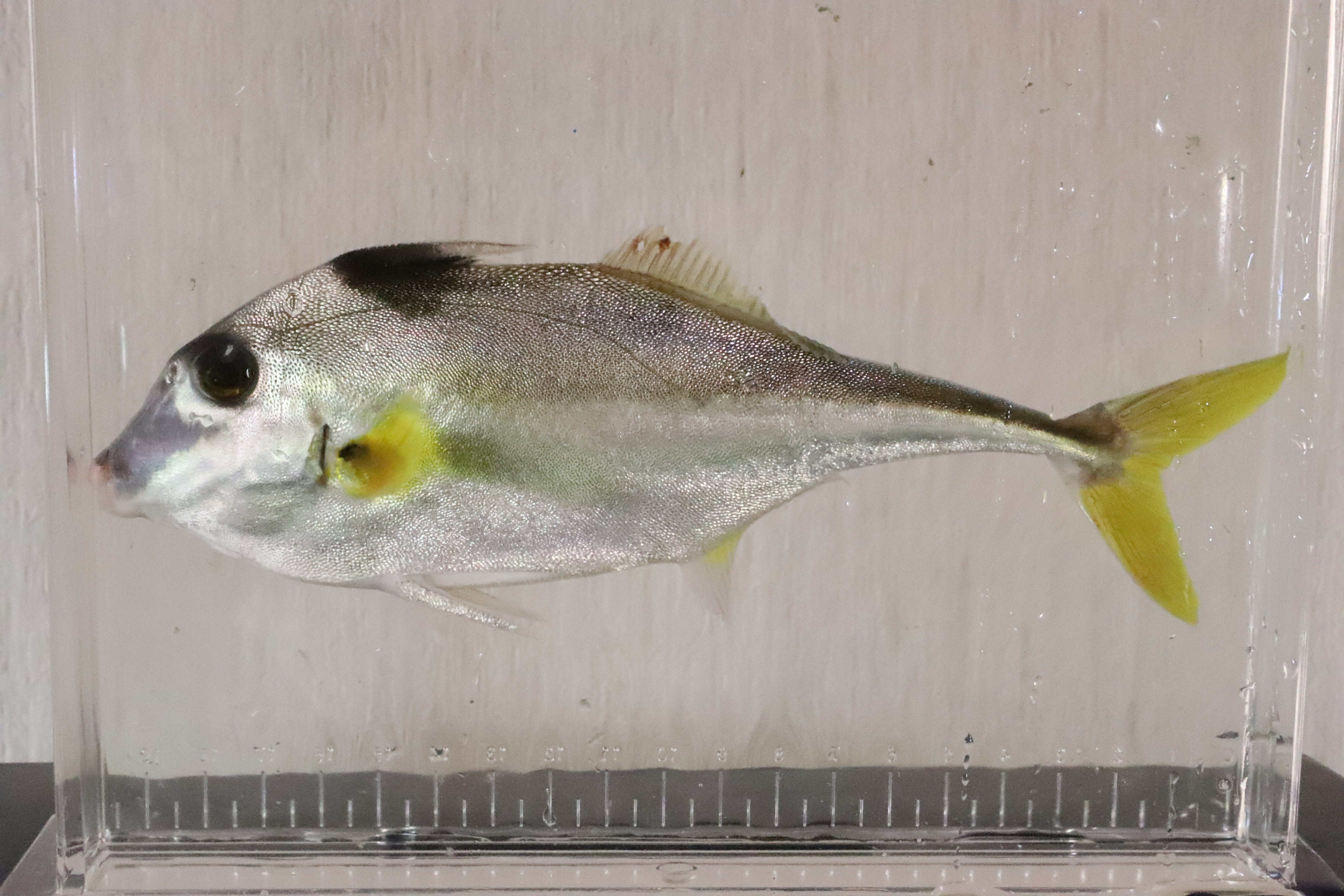 ギマ (2020.08.03) WEB魚図鑑