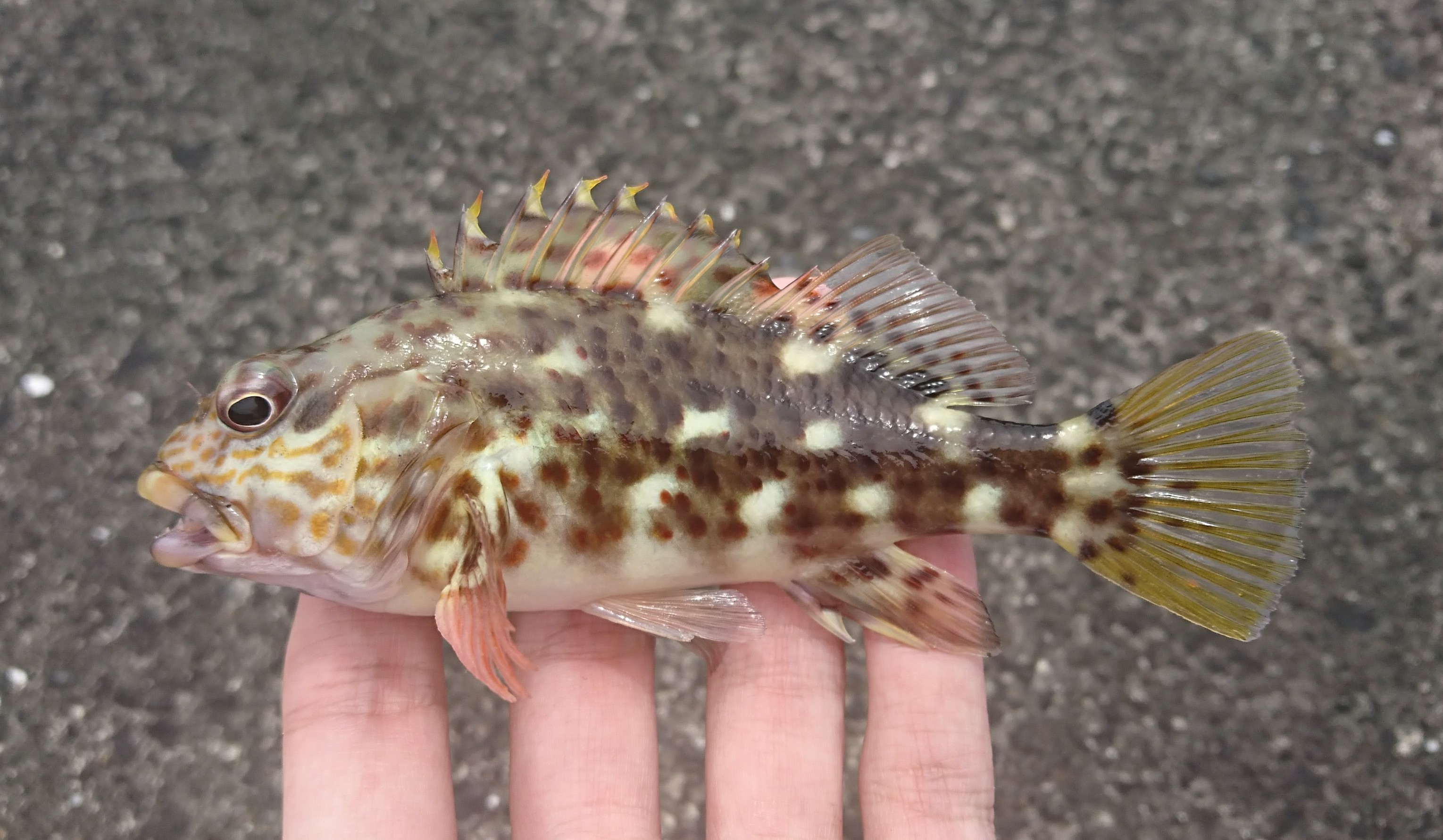 イソゴンベ (2020.08.03) WEB魚図鑑