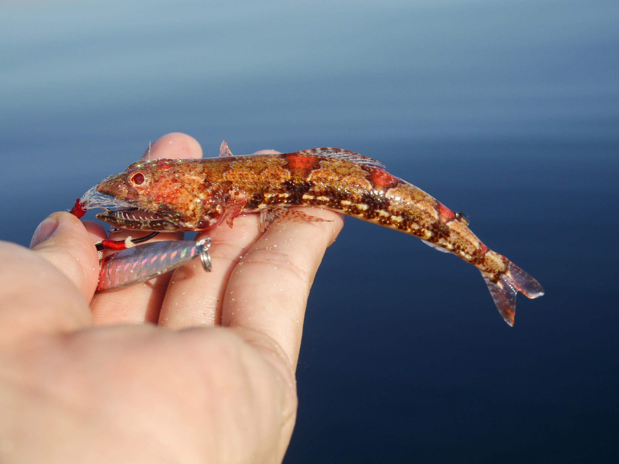 ニテンエソ WEB魚図鑑