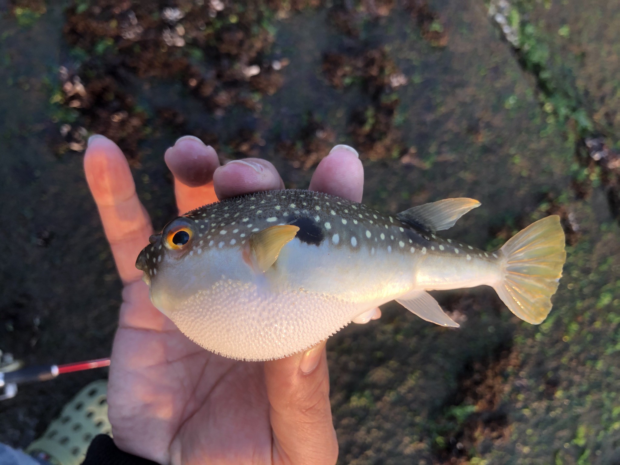 クサフグ (2020.08.17) WEB魚図鑑