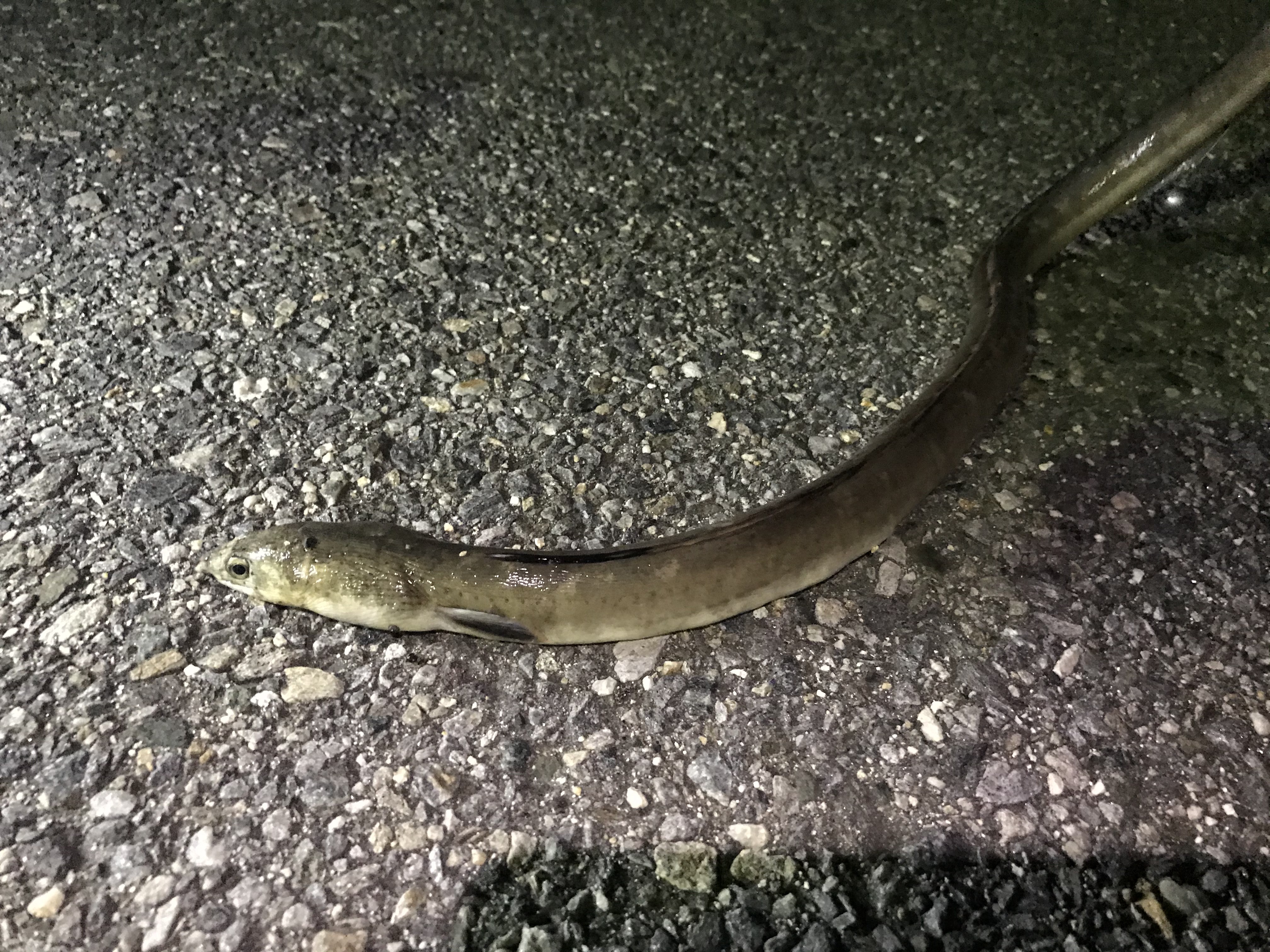 ホタテウミヘビ (2020.08.18) WEB魚図鑑