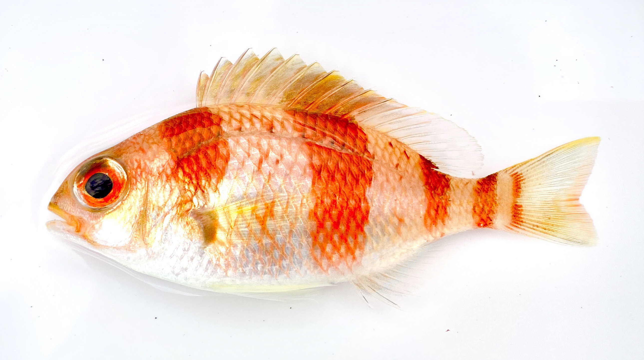 タマガシラ (2020.09.05) WEB魚図鑑