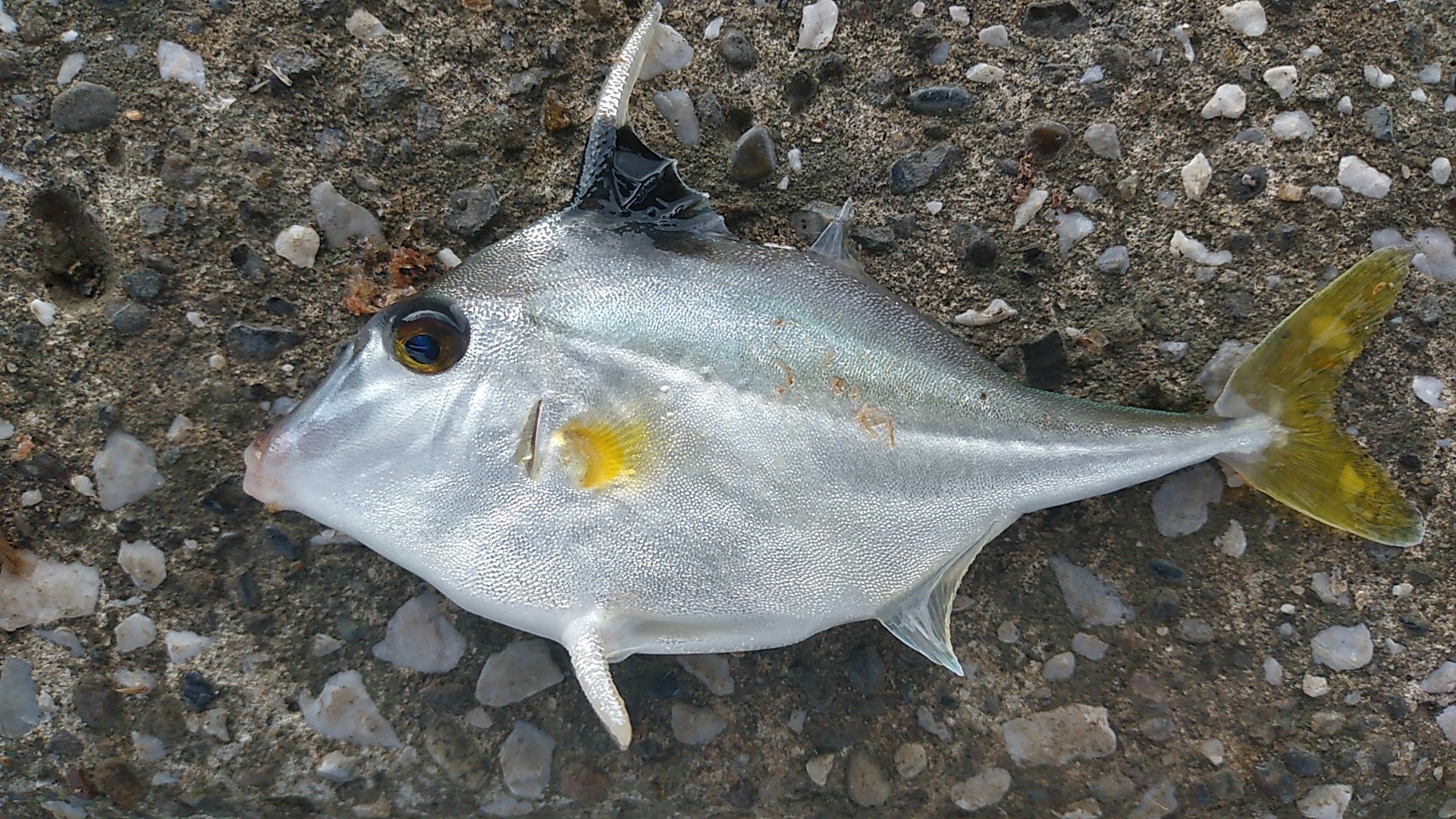 ギマ (2020.09.06) WEB魚図鑑