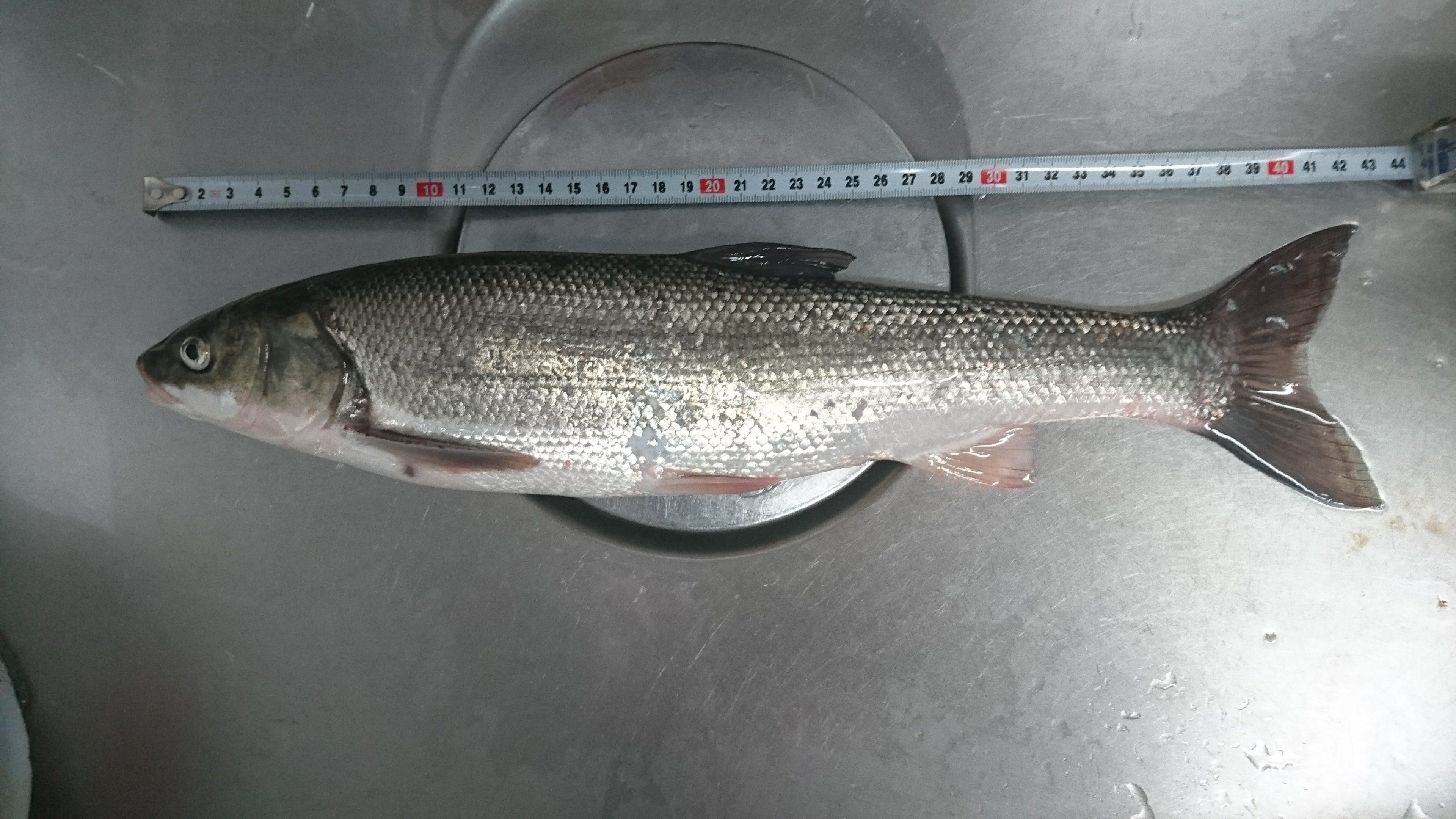 マルタ (2020.09.22) WEB魚図鑑