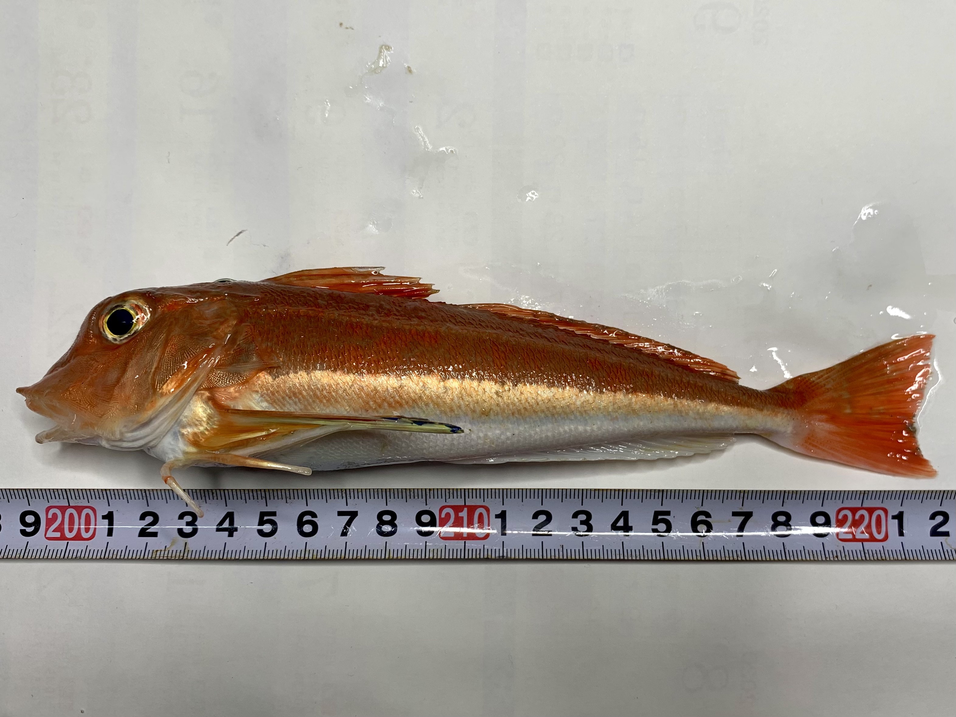 カナガシラ (2020.11.04) WEB魚図鑑