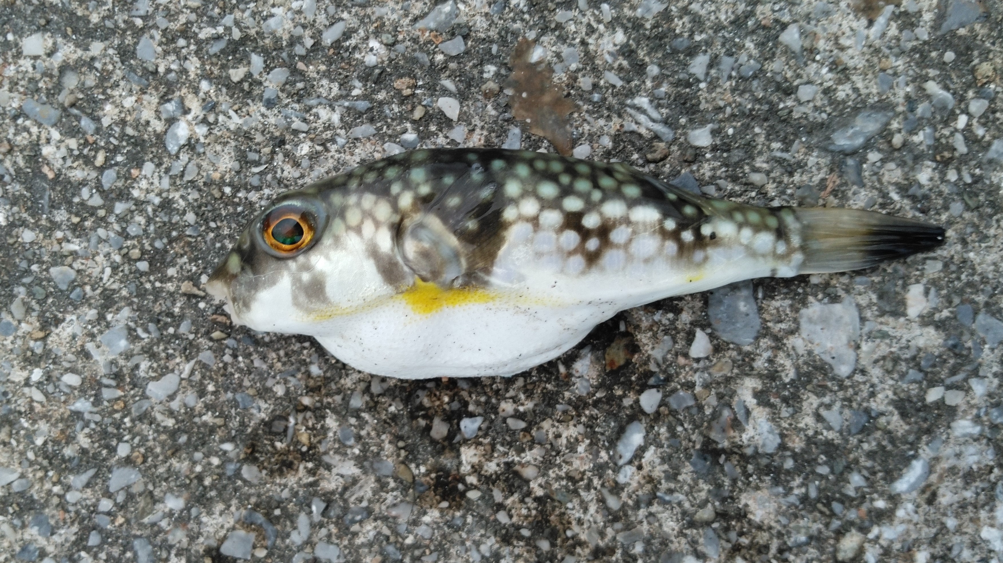 オキナワフグ (2020.12.11) WEB魚図鑑