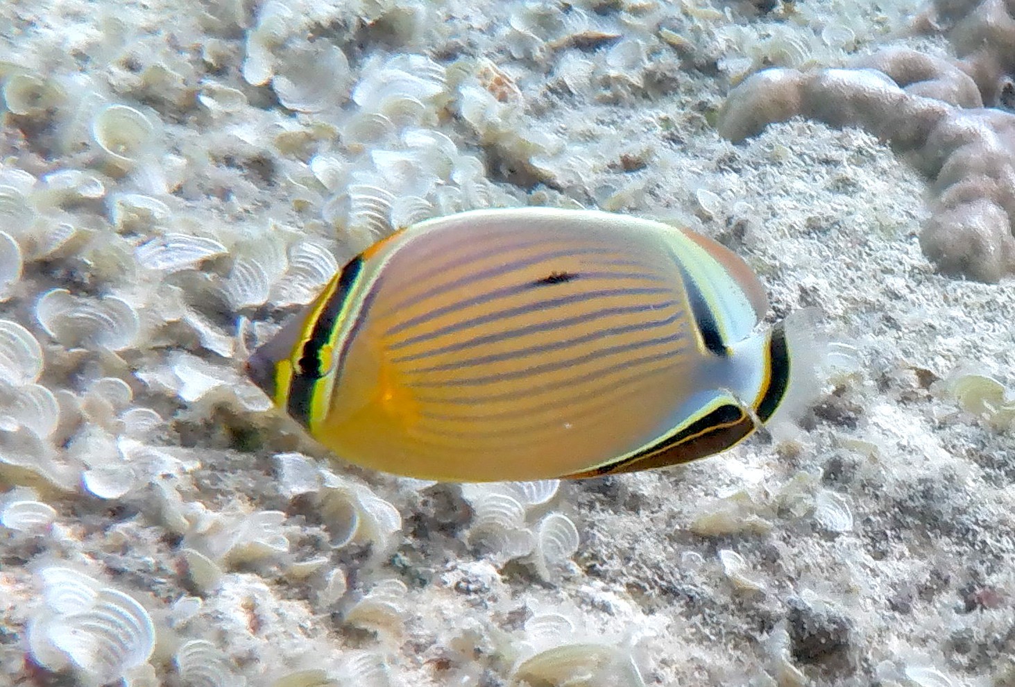 ミスジチョウチョウウオ (2021.01.04) WEB魚図鑑