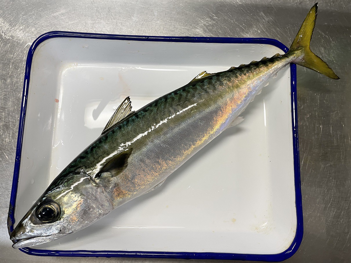 マサバ (2021.01.12) WEB魚図鑑