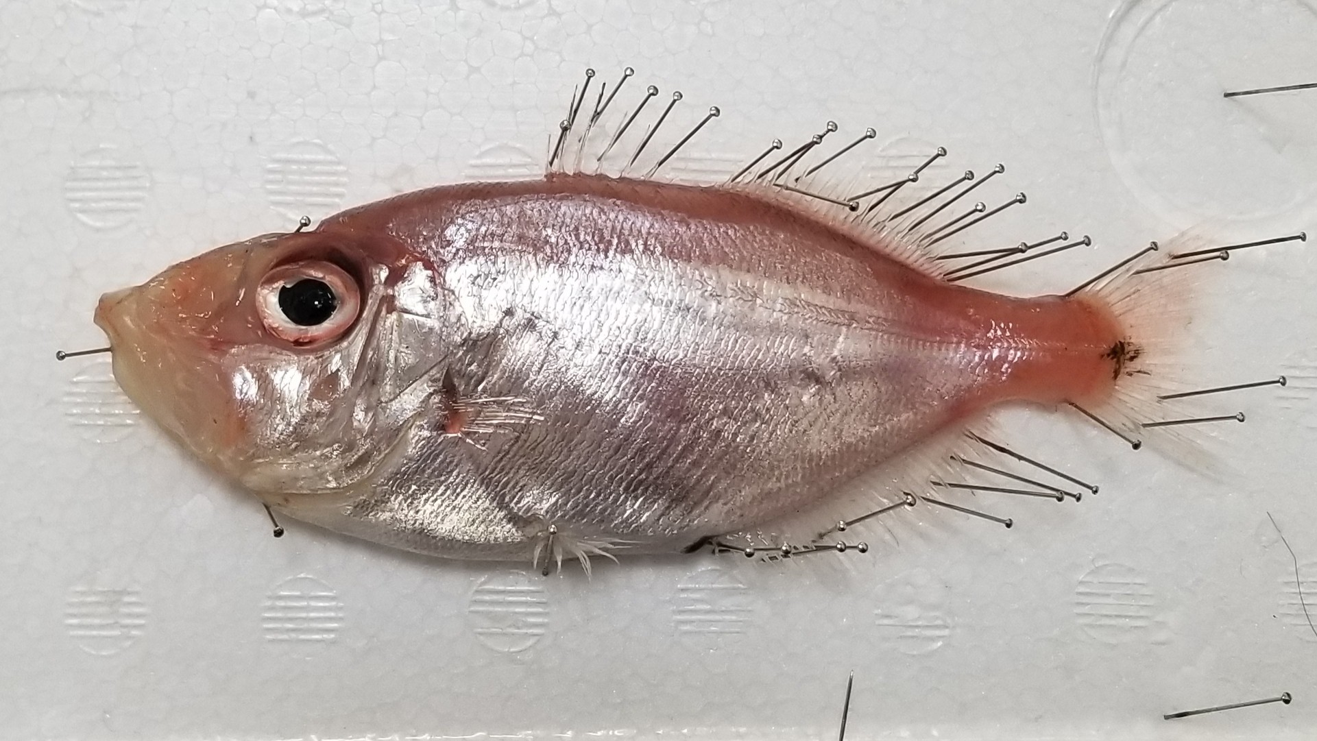ベニマトウダイ WEB魚図鑑