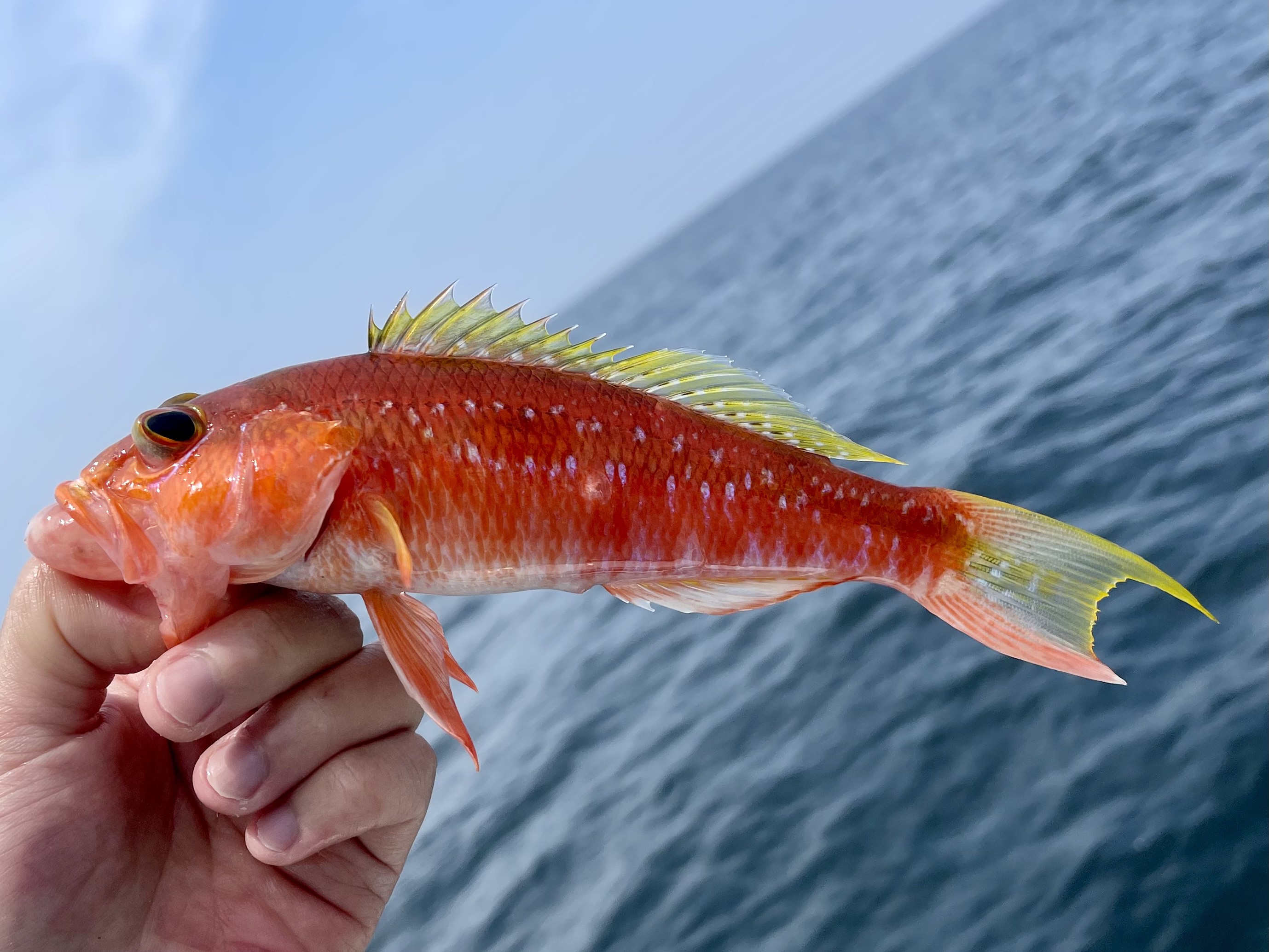 ヒメコダイ (2021.06.10) WEB魚図鑑