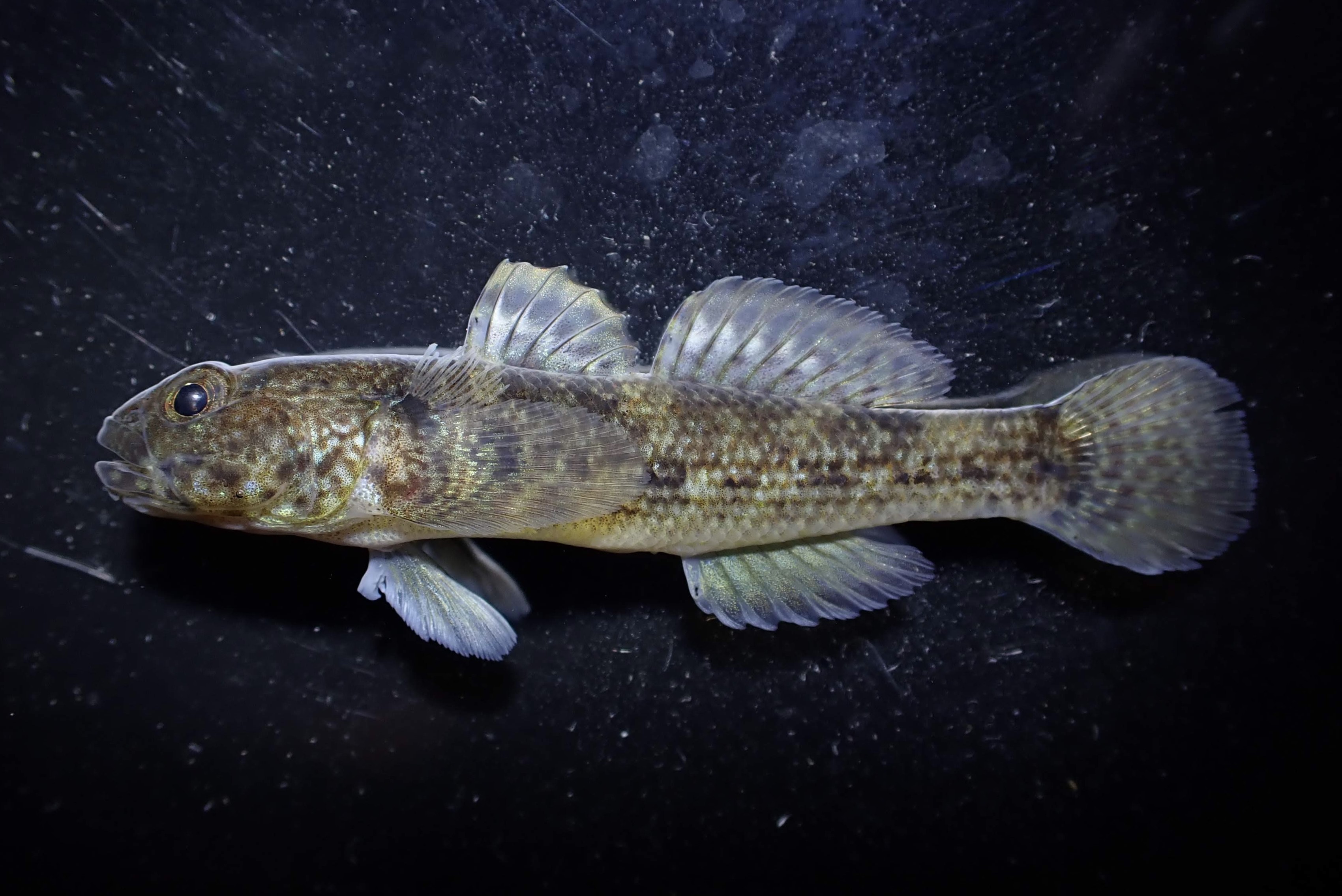 クロホシヤハズハゼ (2021.08.17) WEB魚図鑑