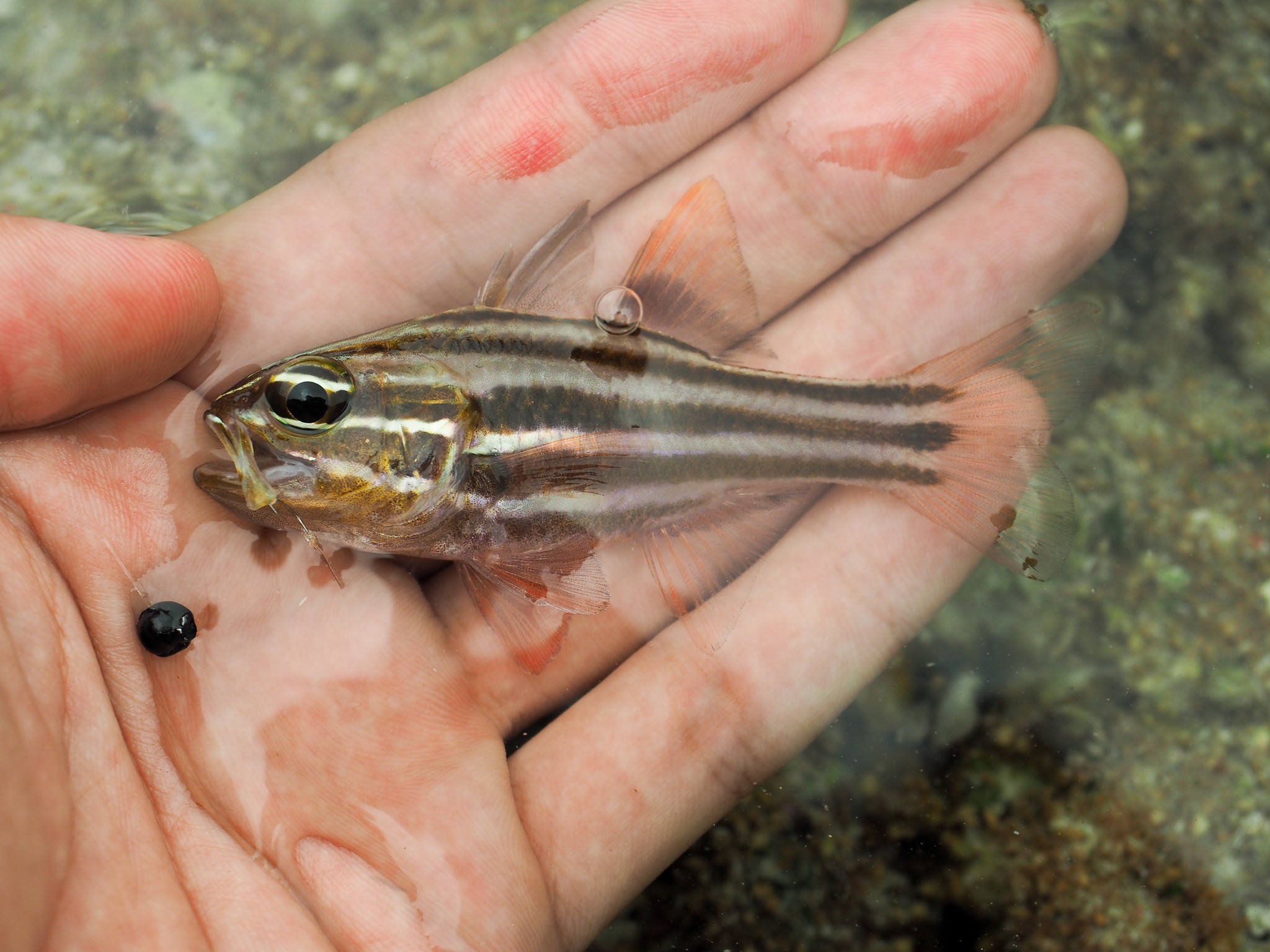 ミスジテンジクダイ (2021.09.02) WEB魚図鑑