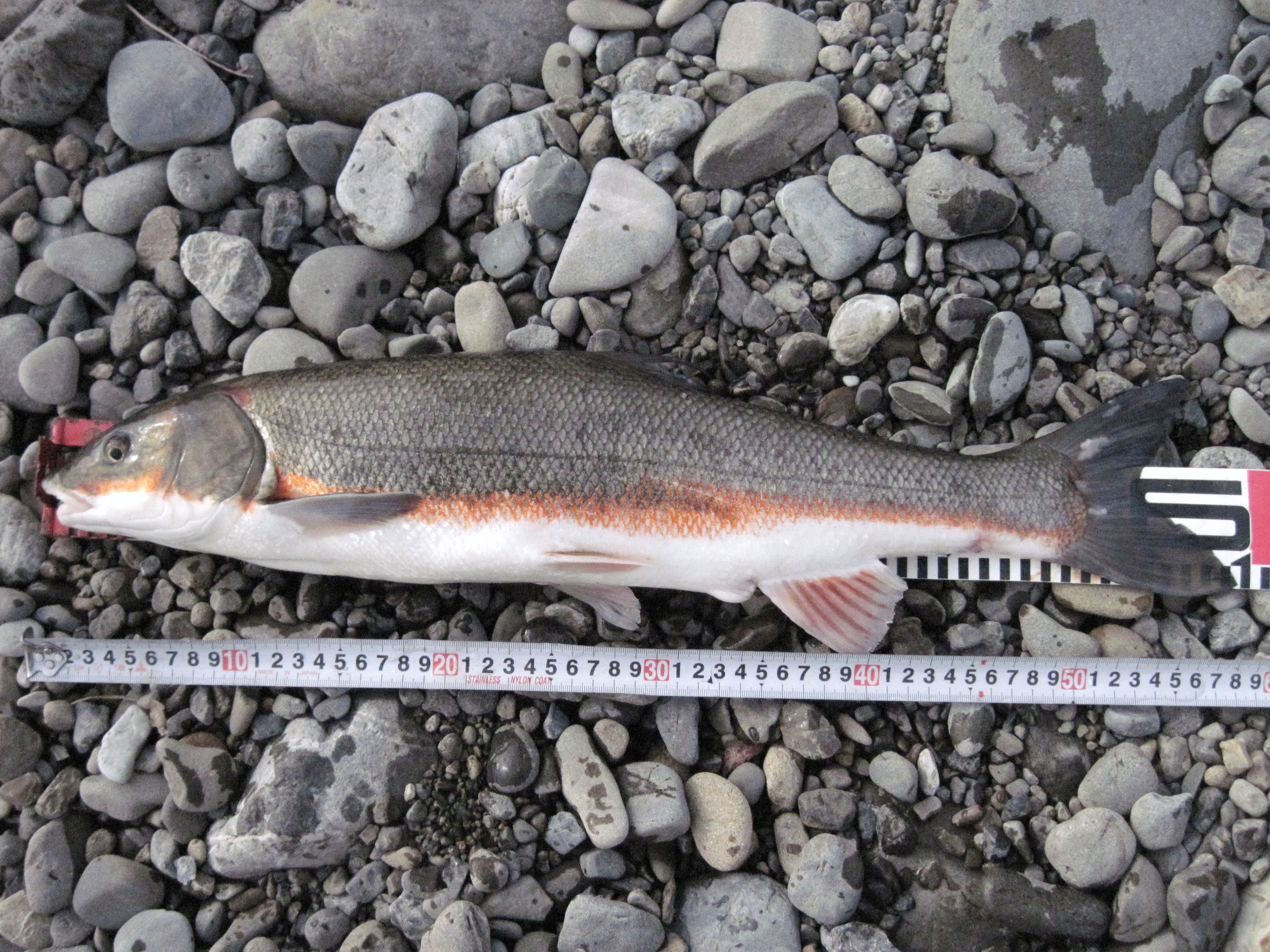 マルタ (2011.04.10) WEB魚図鑑