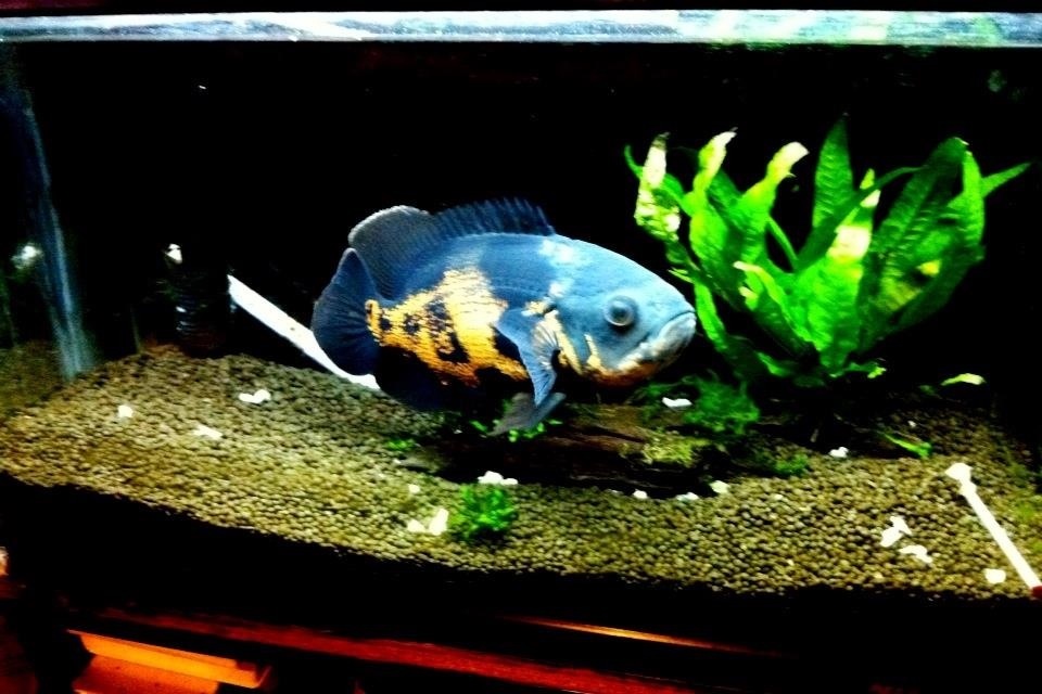 オスカー WEB魚図鑑