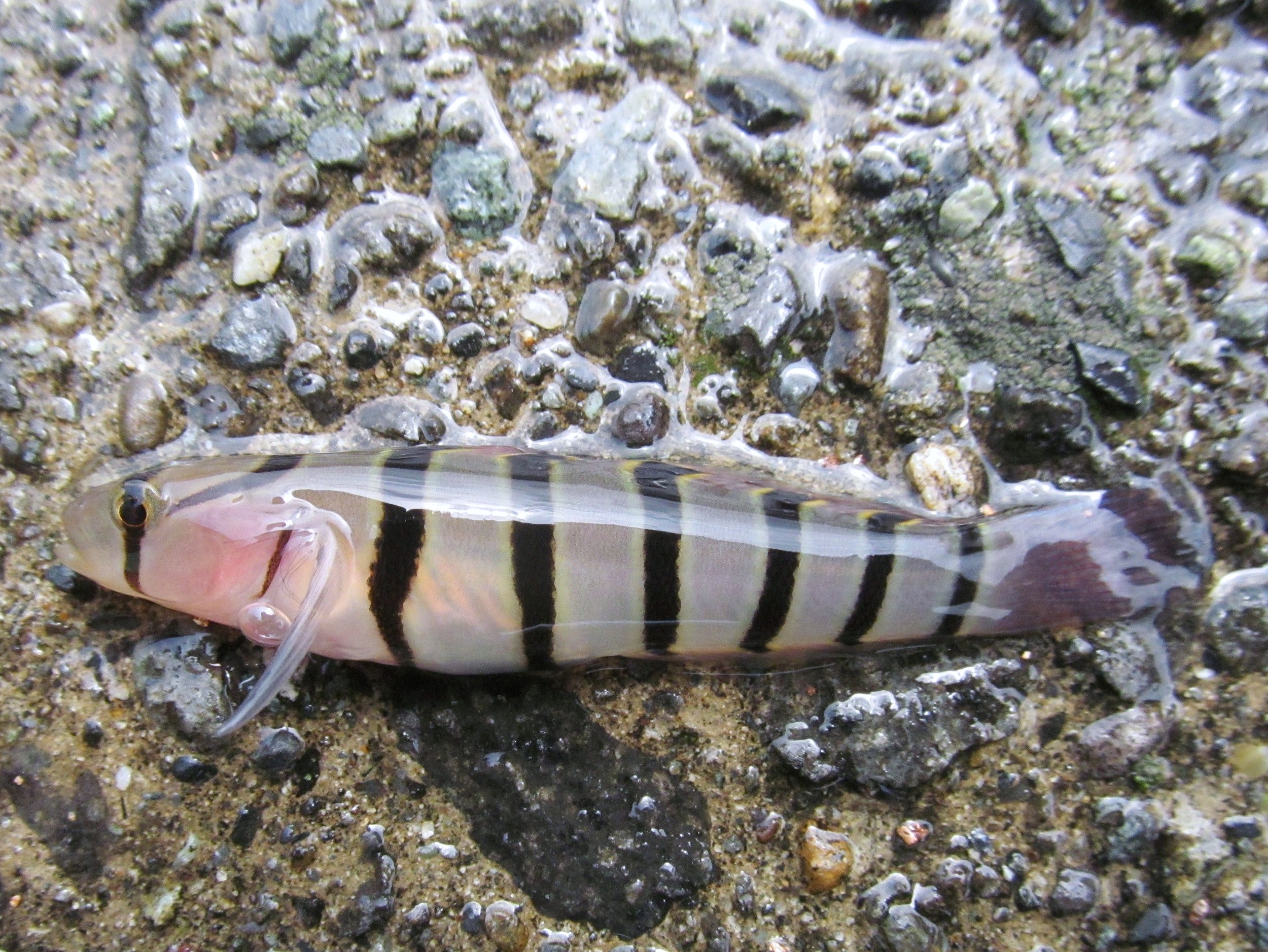 キヌバリ (2013.06.15) WEB魚図鑑