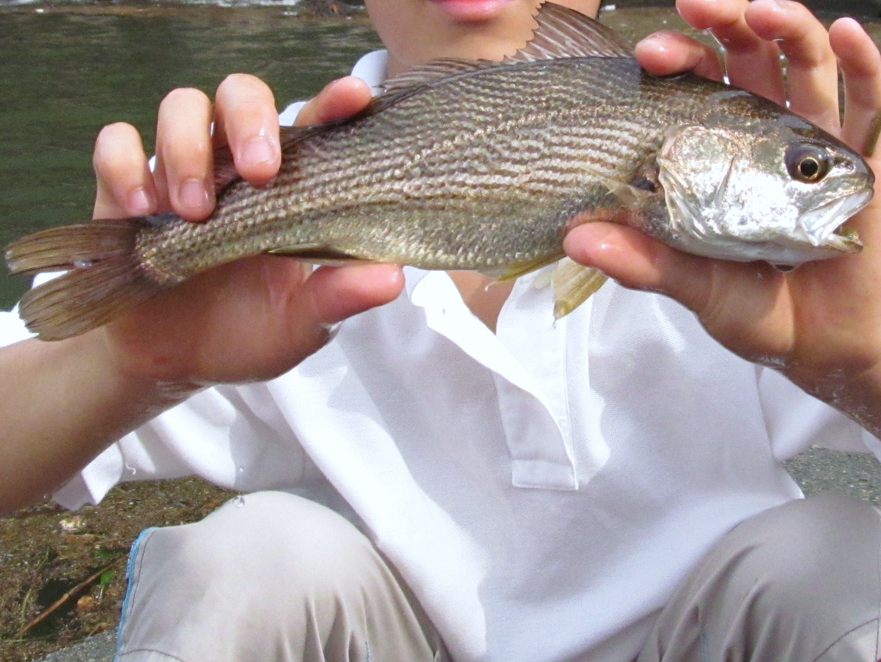 ニベ (2013.07.01) WEB魚図鑑