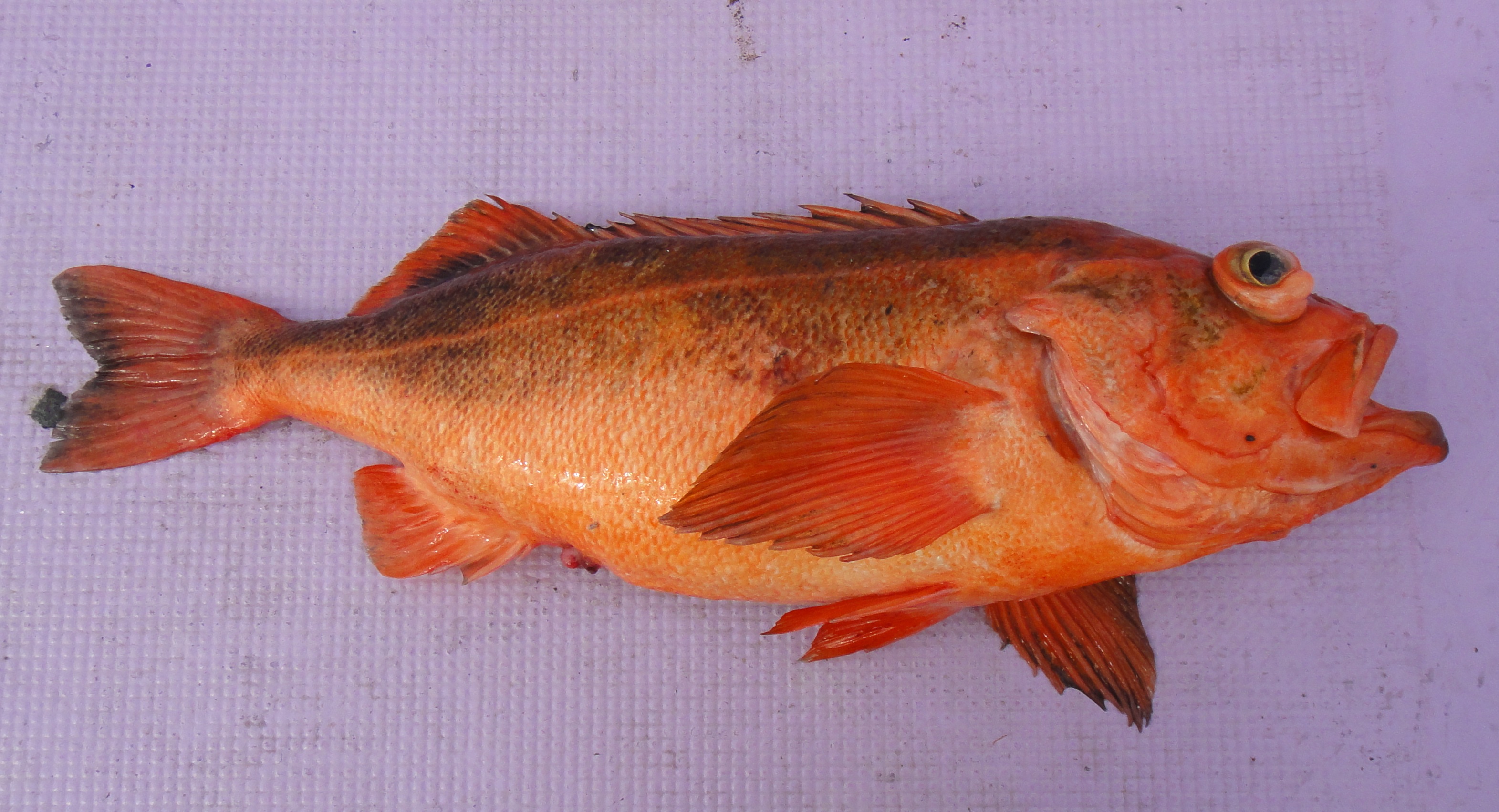 ヤナギメバル WEB魚図鑑