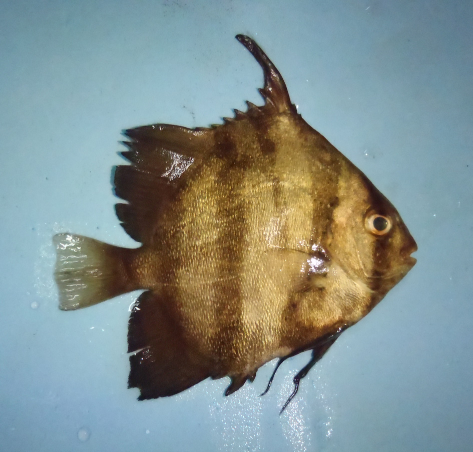 パシフィックスペードフィッシュ WEB魚図鑑