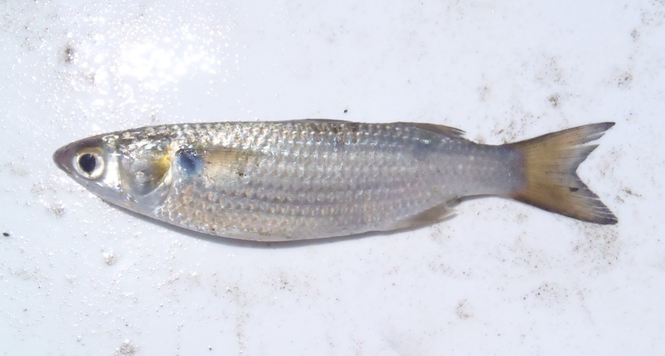 ホワイトマレット WEB魚図鑑