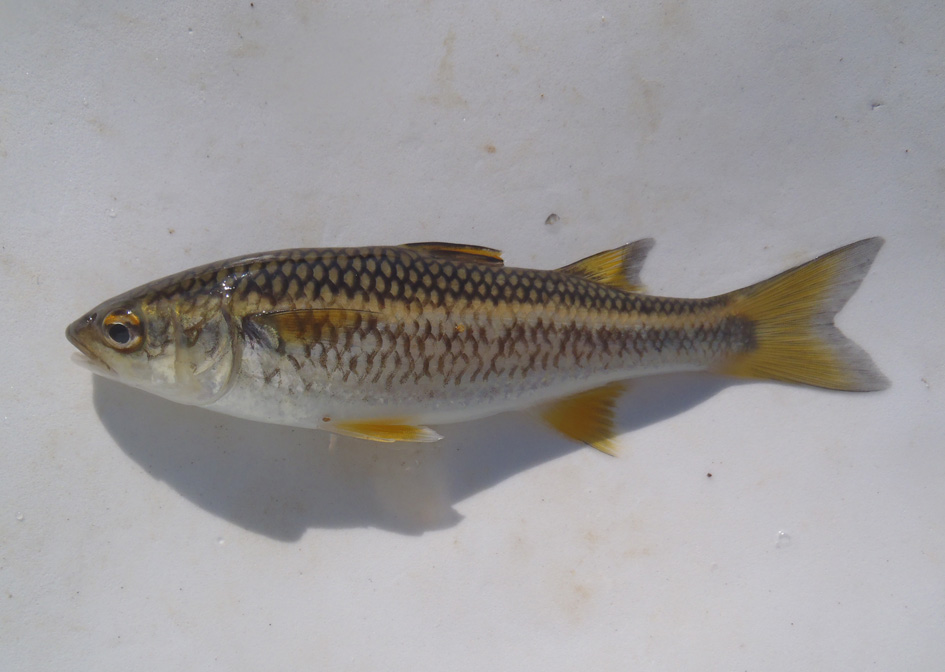 マウンテンマレット WEB魚図鑑